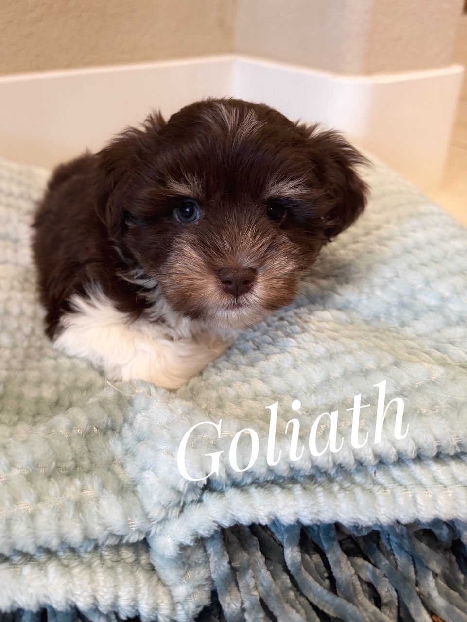 Goliath — chocolate Miniature Schnauzer puppy