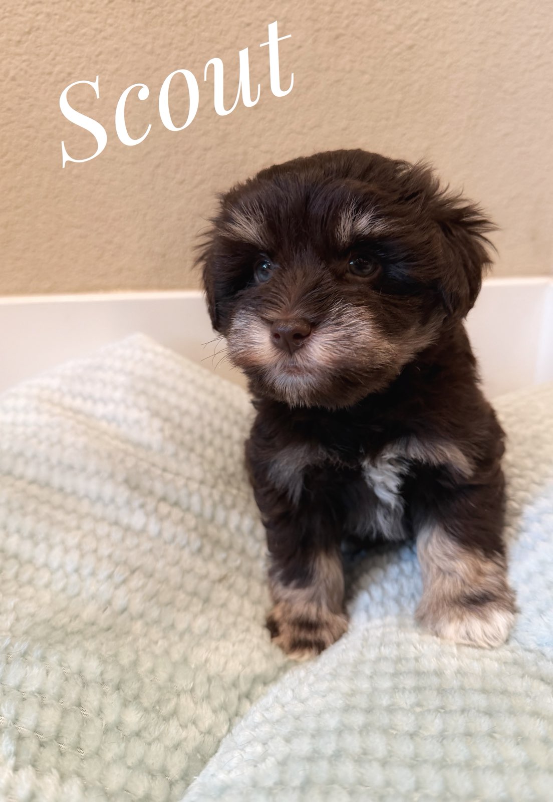 Scout — chocolate Miniature Schnauzer puppy