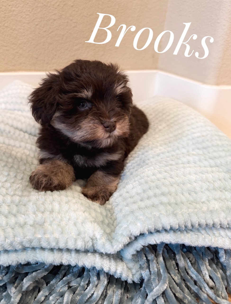 Brooks — chocolate Miniature Schnauzer puppy, still available
