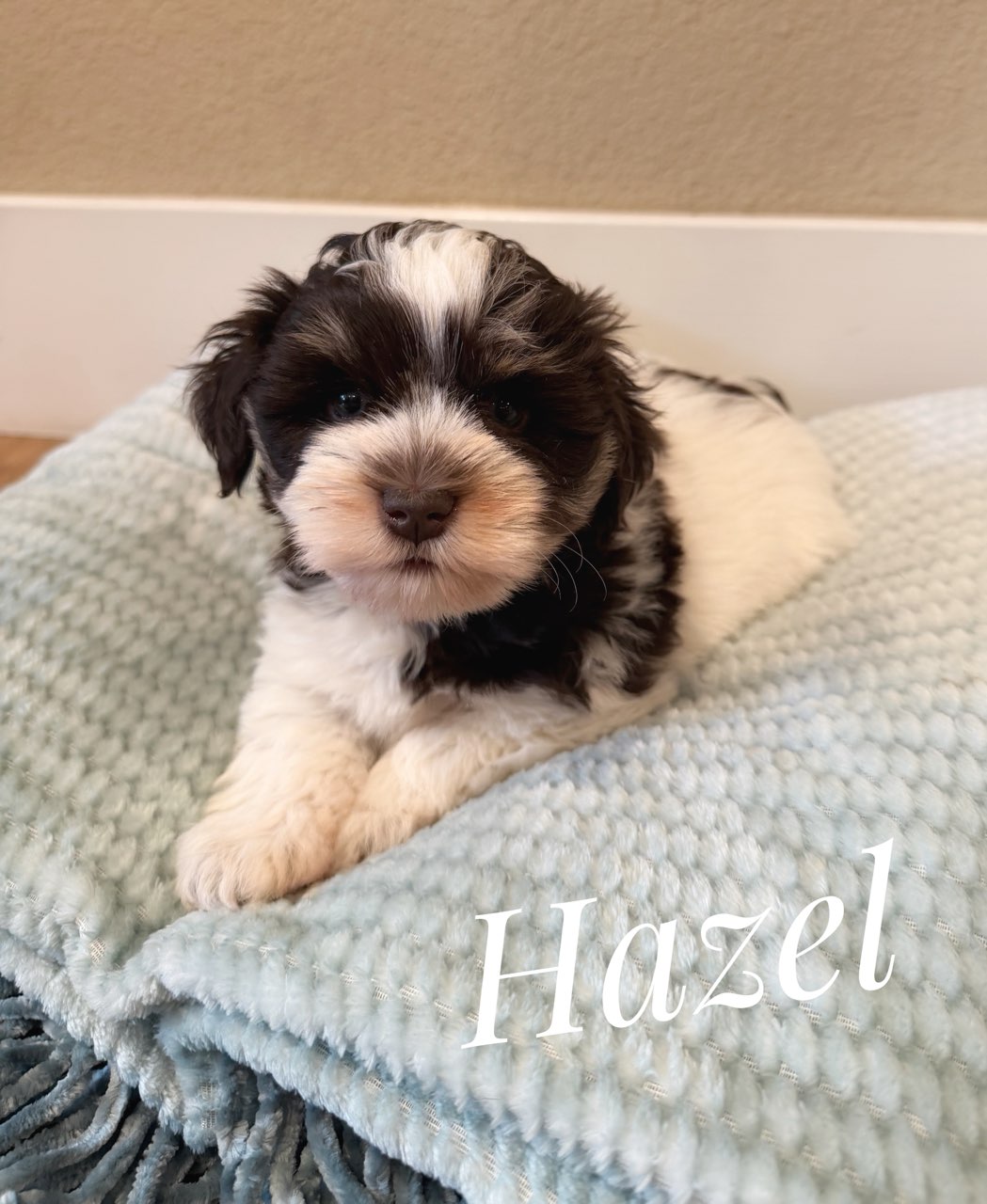 Hazel — parti Miniature Schnauzer puppy