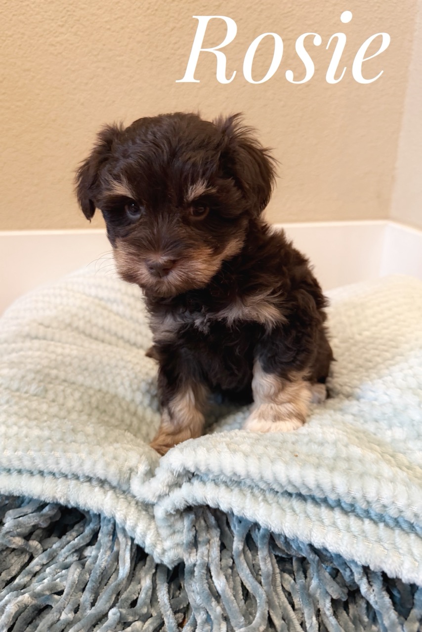 Rosie — chocolate Miniature Schnauzer puppy