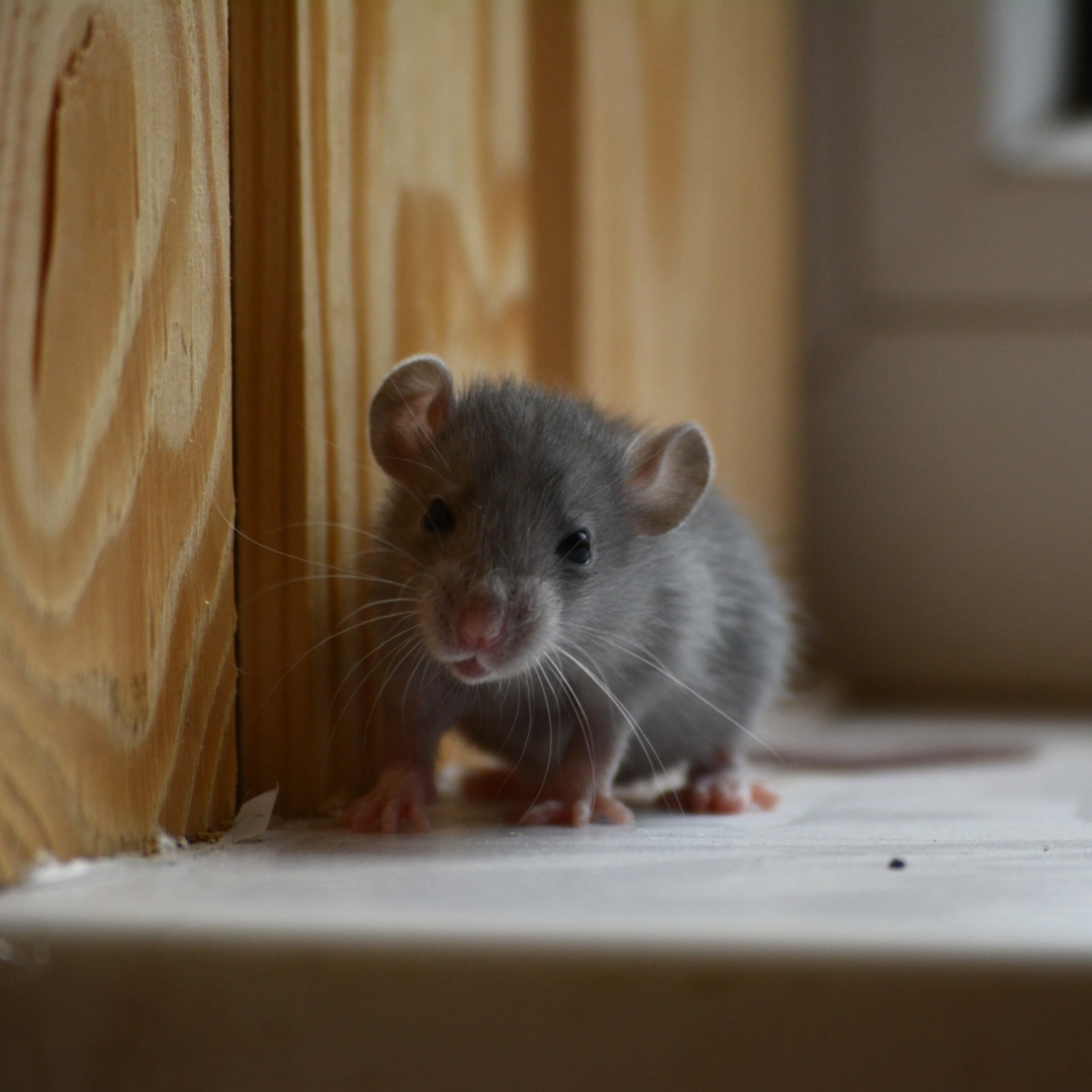 Rodent Control