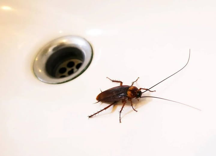 Pest Exterminator