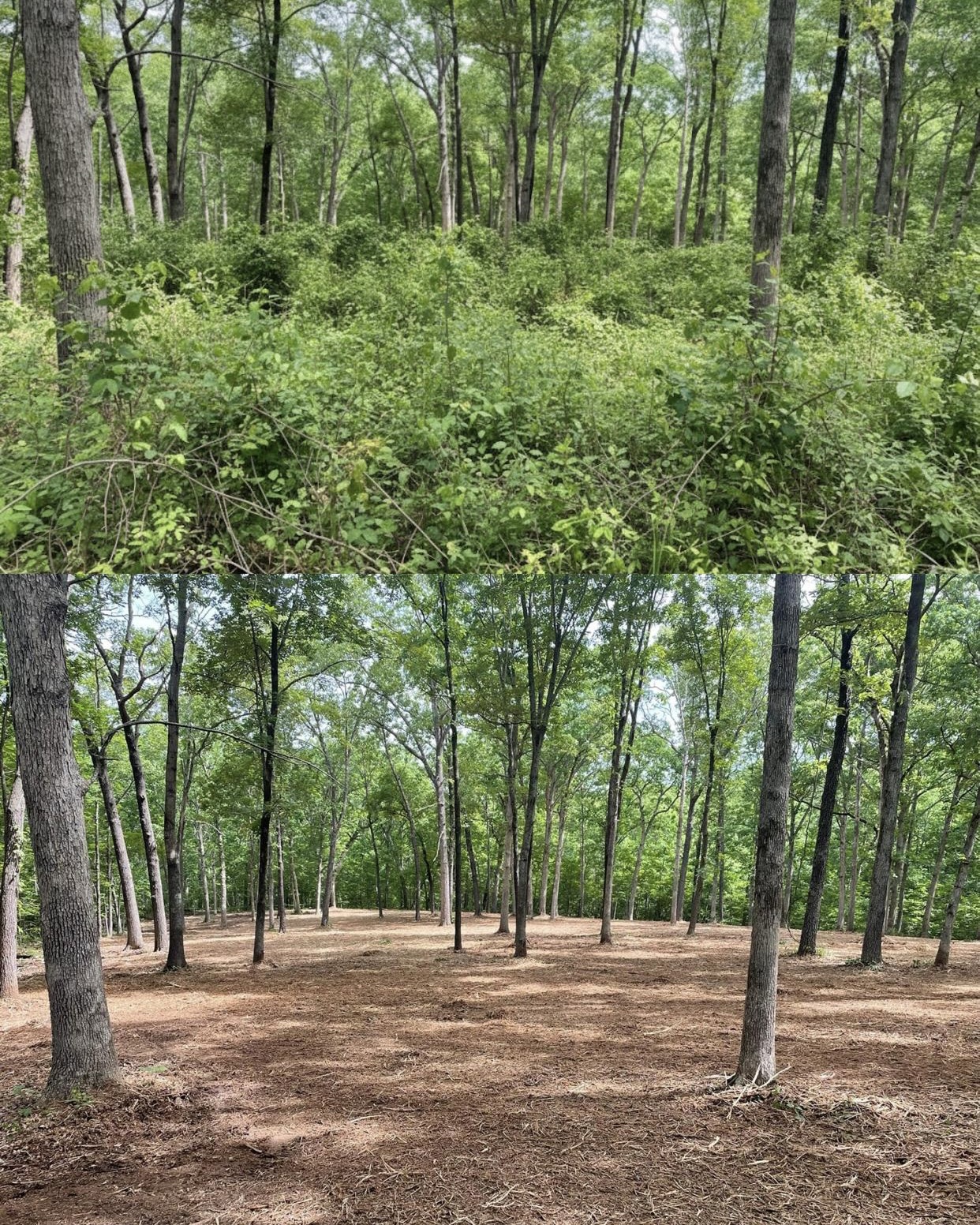 Before and after forestry mulching, heavy understory cleared with trees left standing