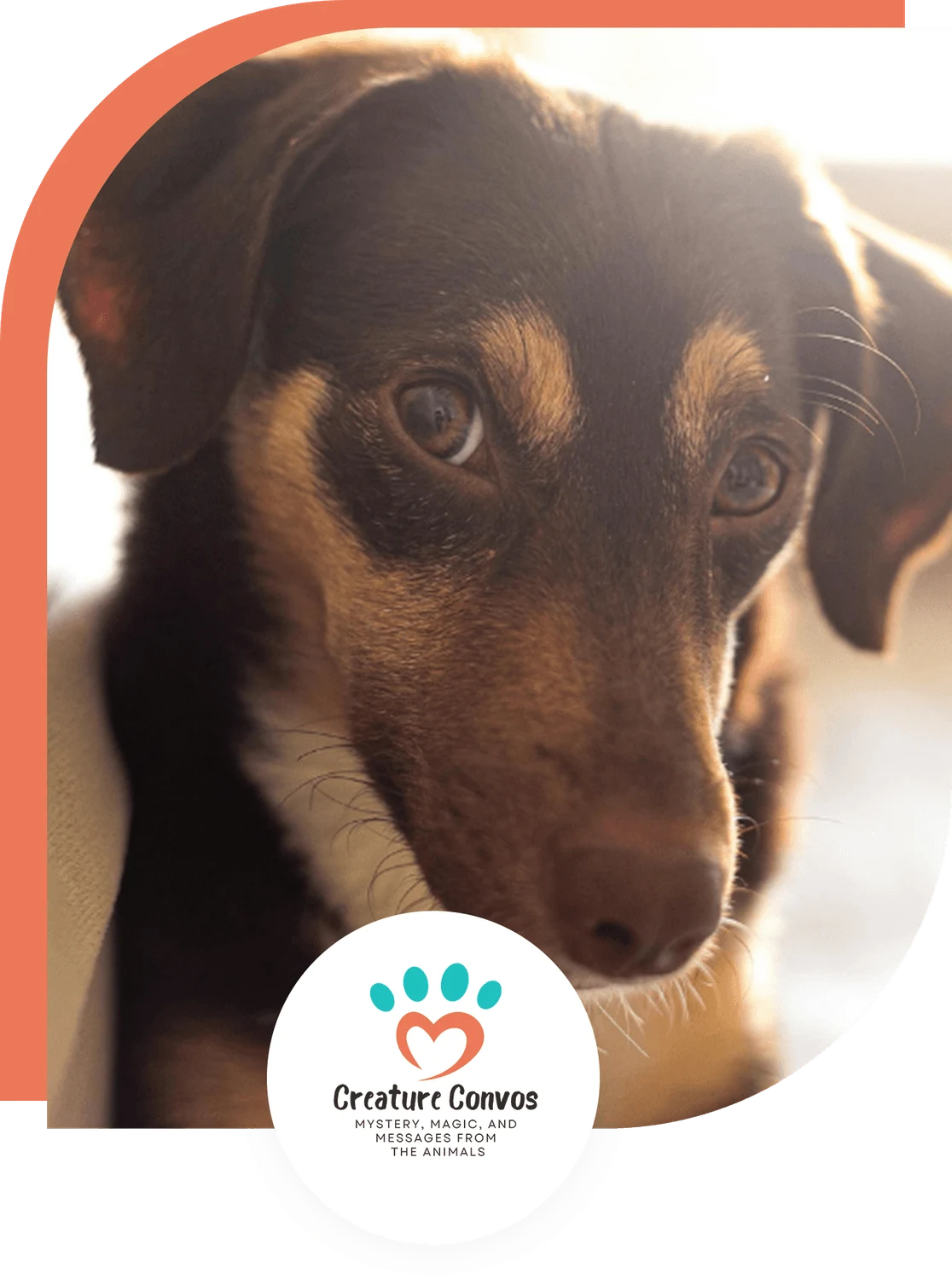 Hear your pet like never before.