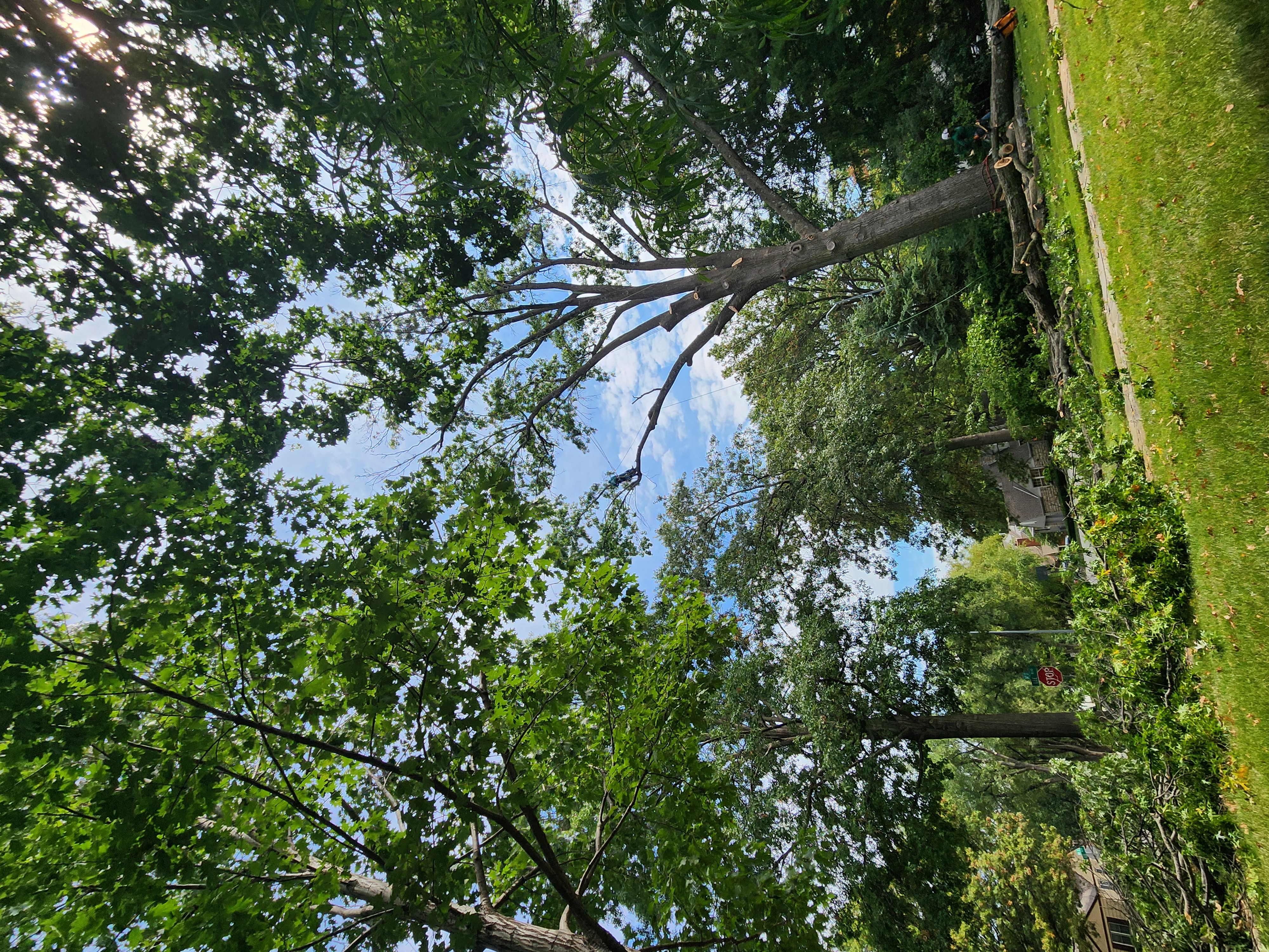 Tree Care
