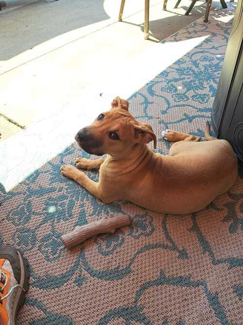 home improvement in park ridge