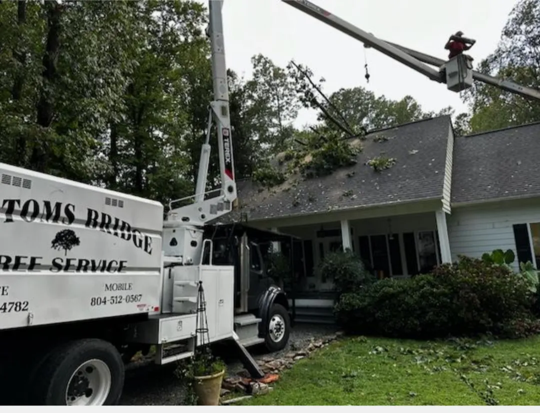 Bucket truck positioned for hazardous pine tree removal
