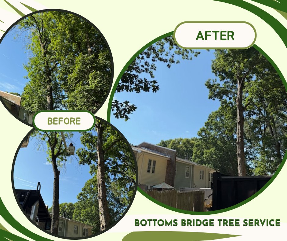 Before and after residential tree pruning and canopy structural clearance