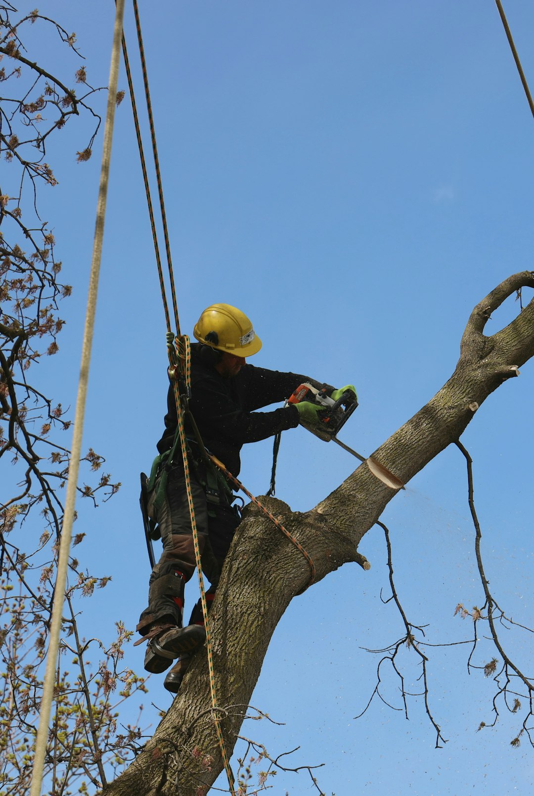 Bottoms Bridge arborist suspended in safety harness performing hazardous limb extraction