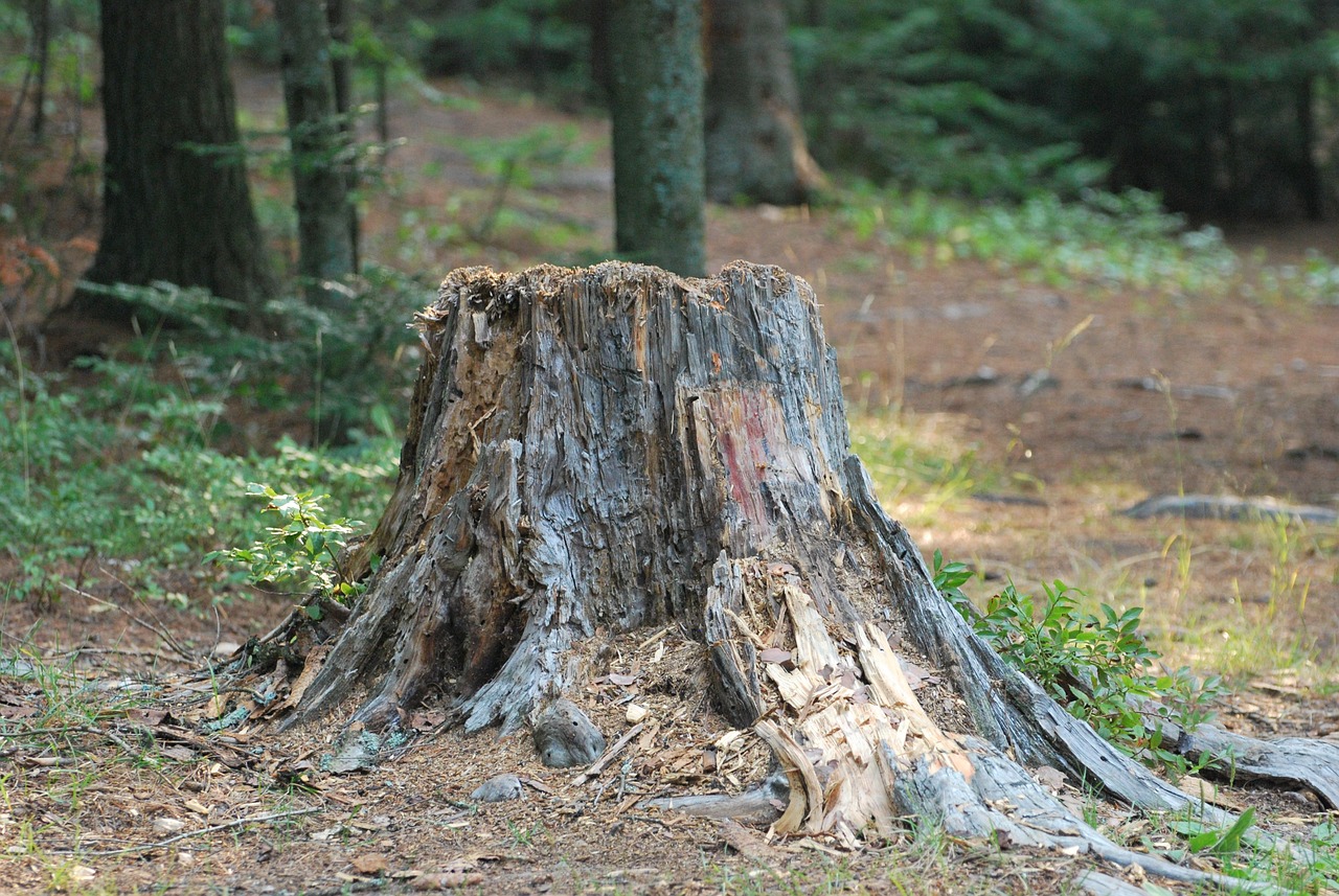Subterranean tree stump ground below grade