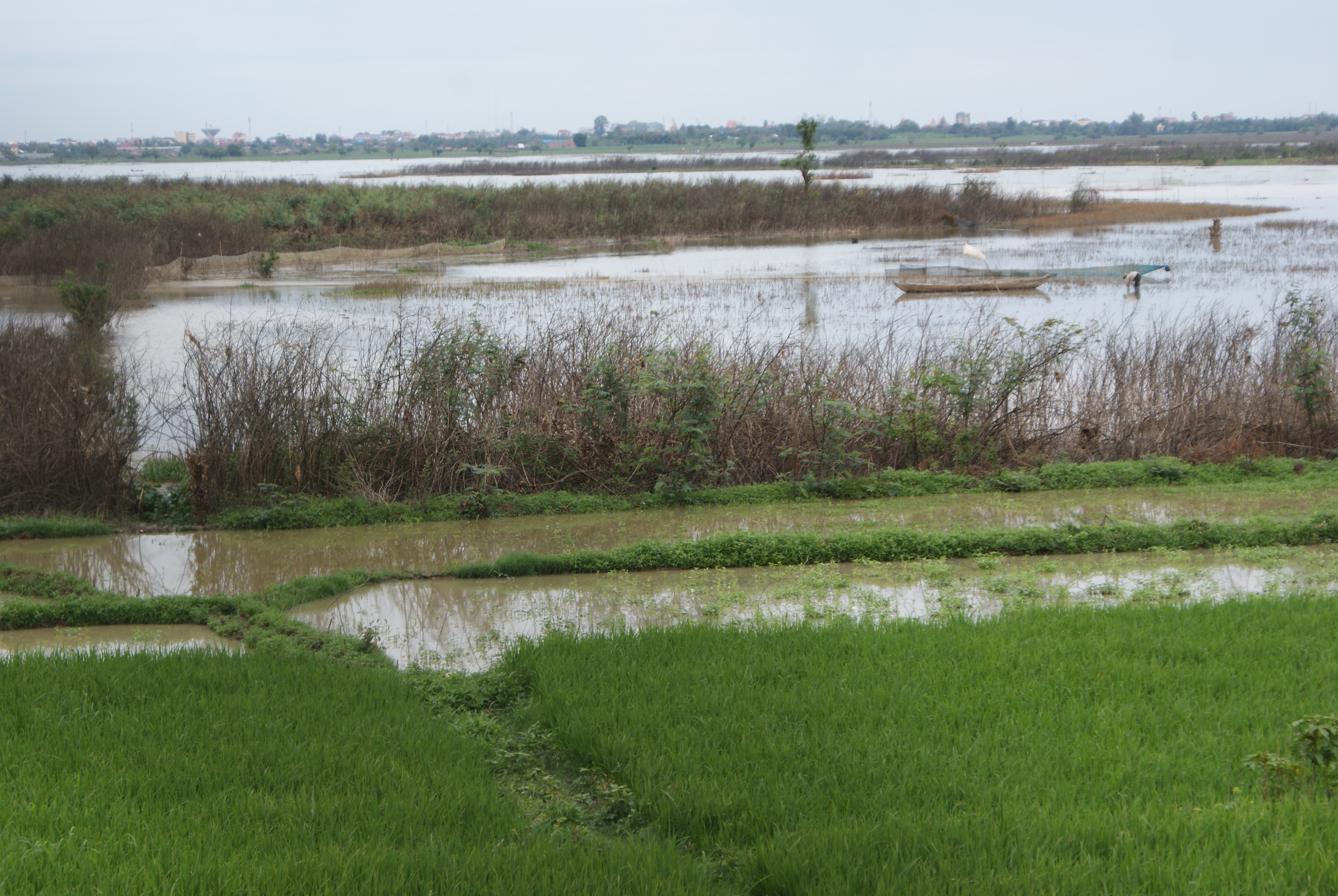 Paddy fields just over the fence from the Killing Fields