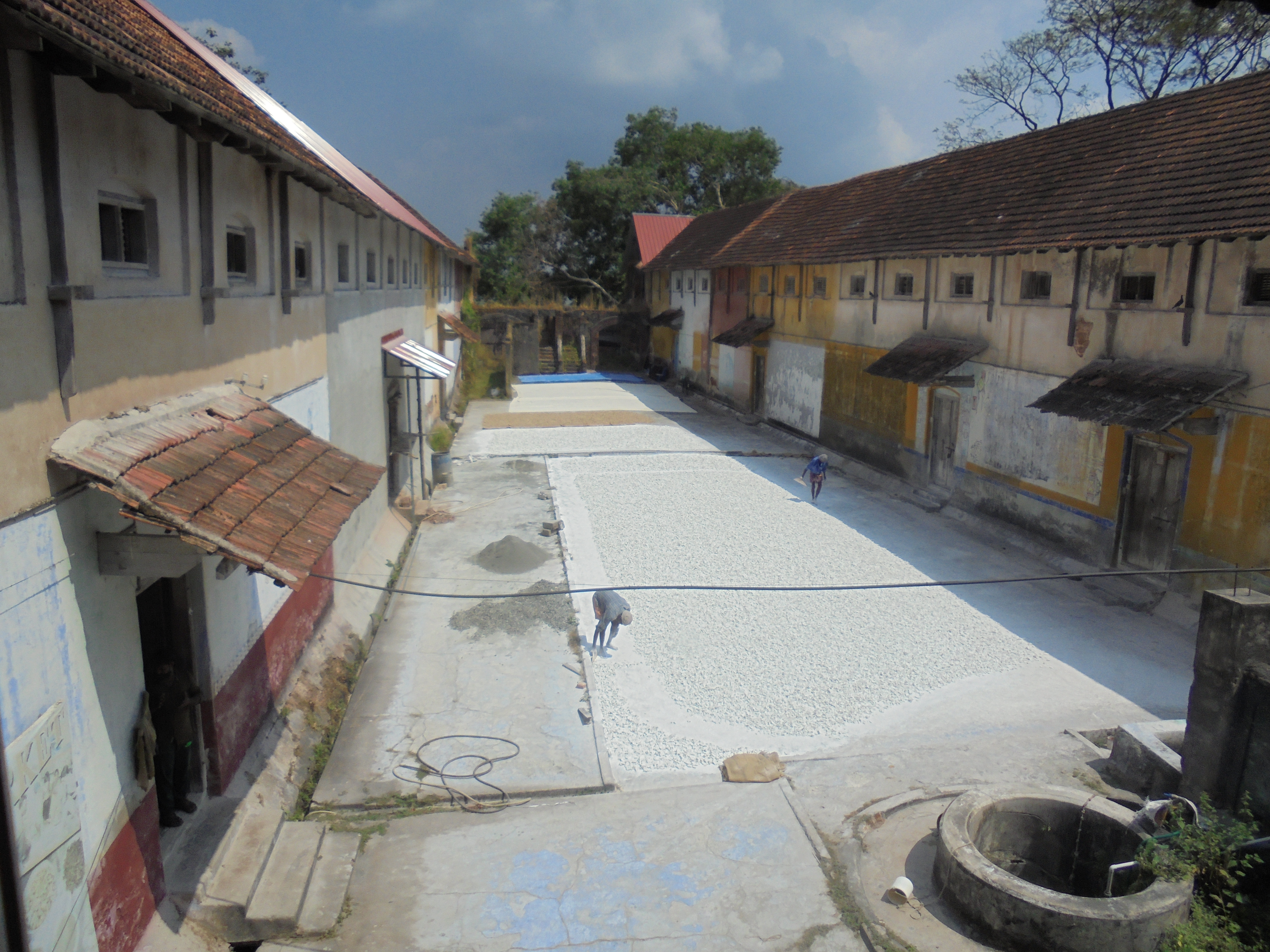 Ginger warehouse with preserved ginger drying in the sun