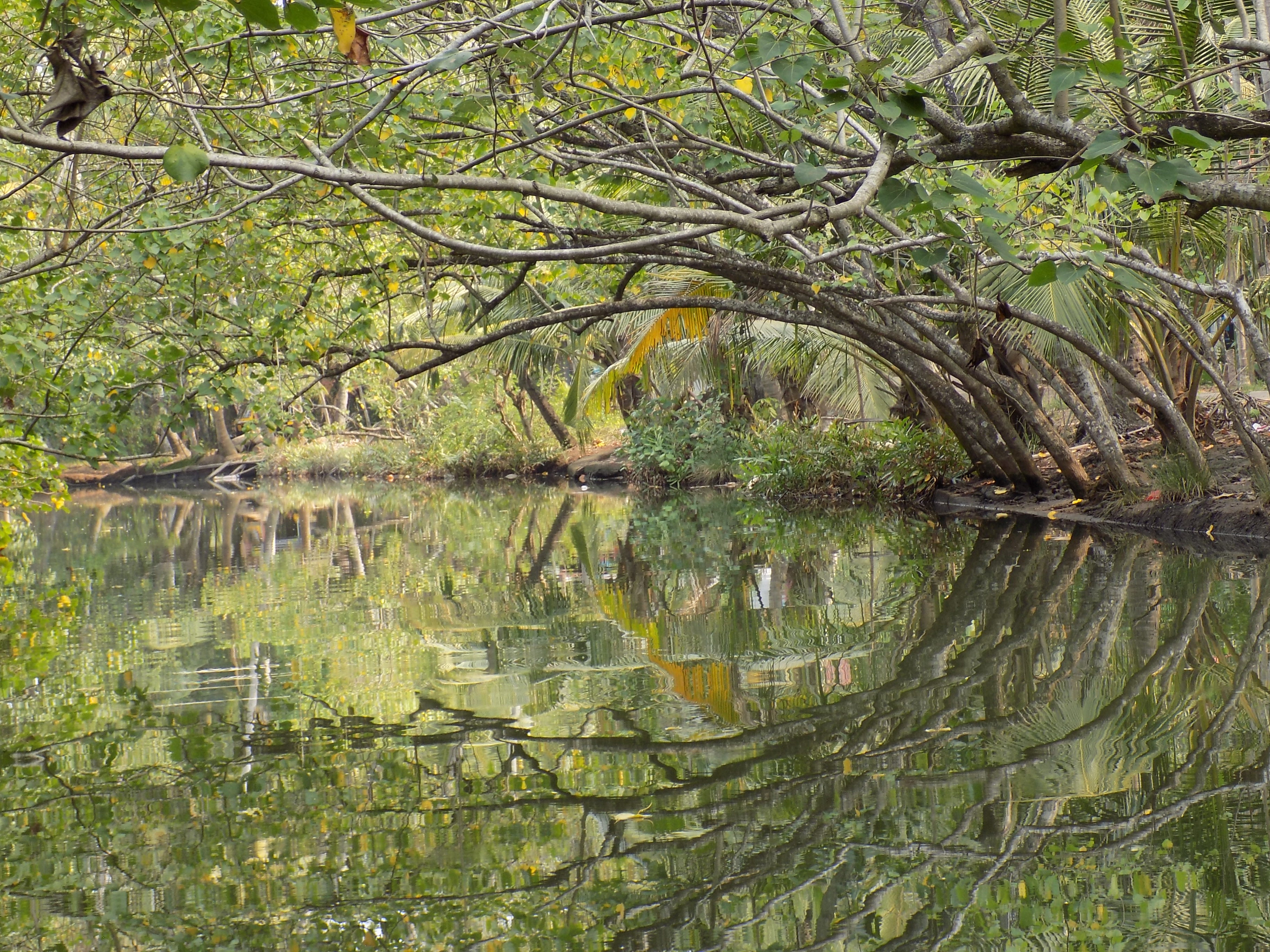The beauty of the backwaters