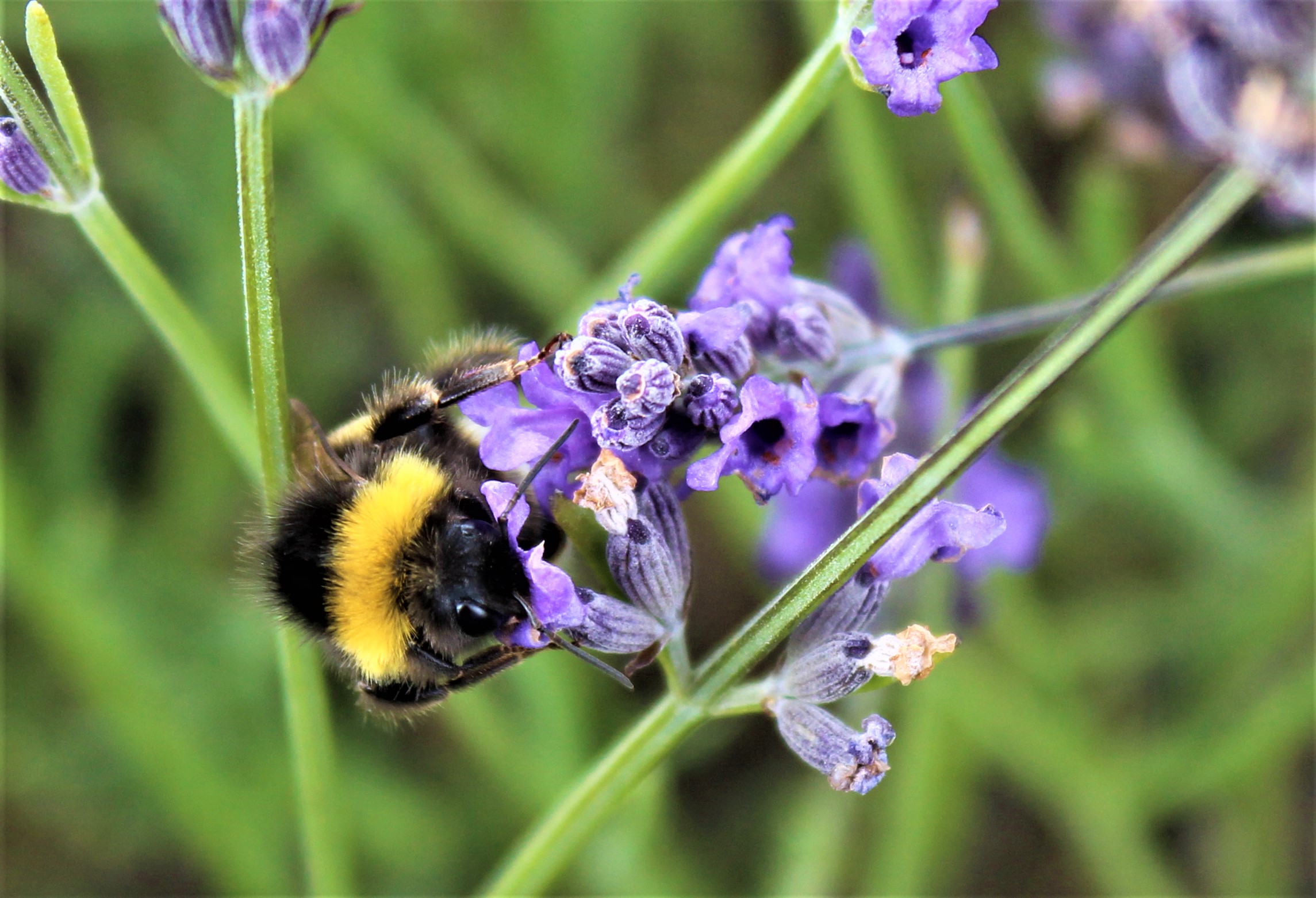 A bee on a lavender plant