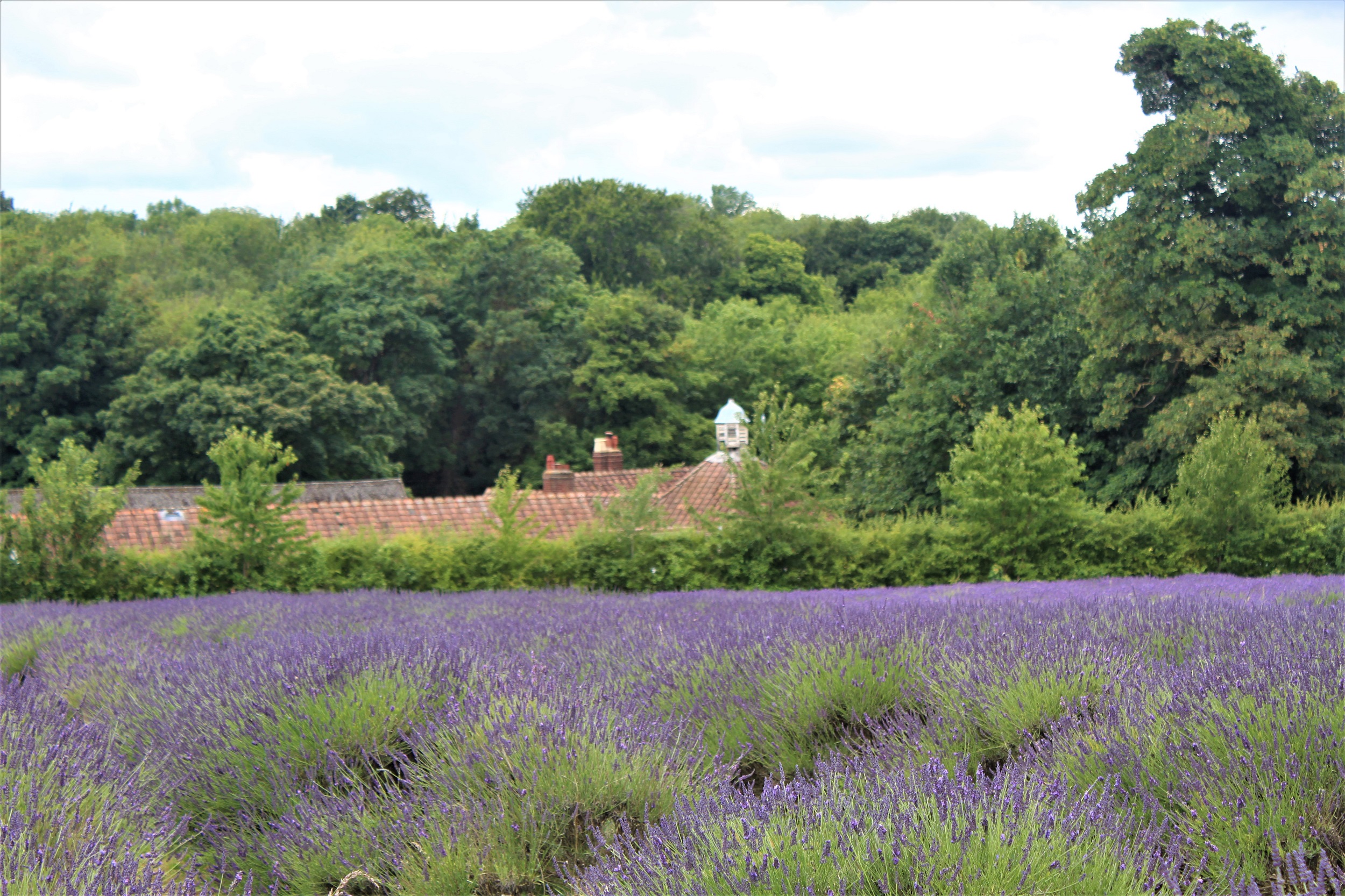 Lavender fields in bloom