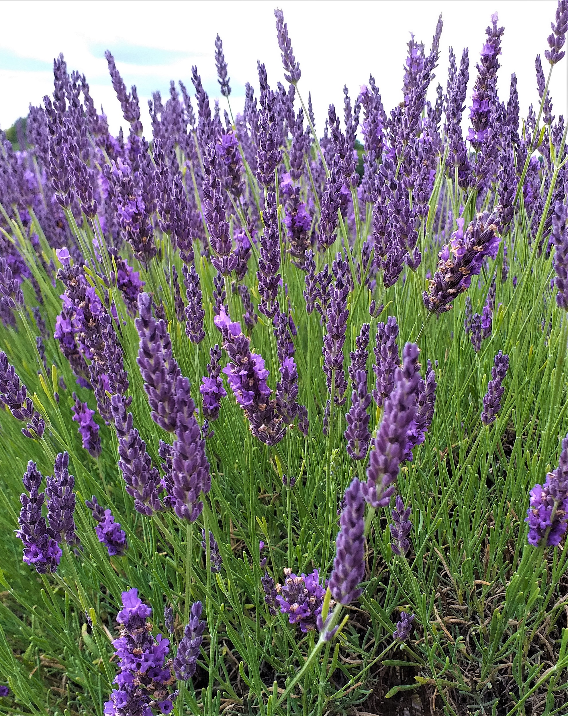 Lavender in bloom