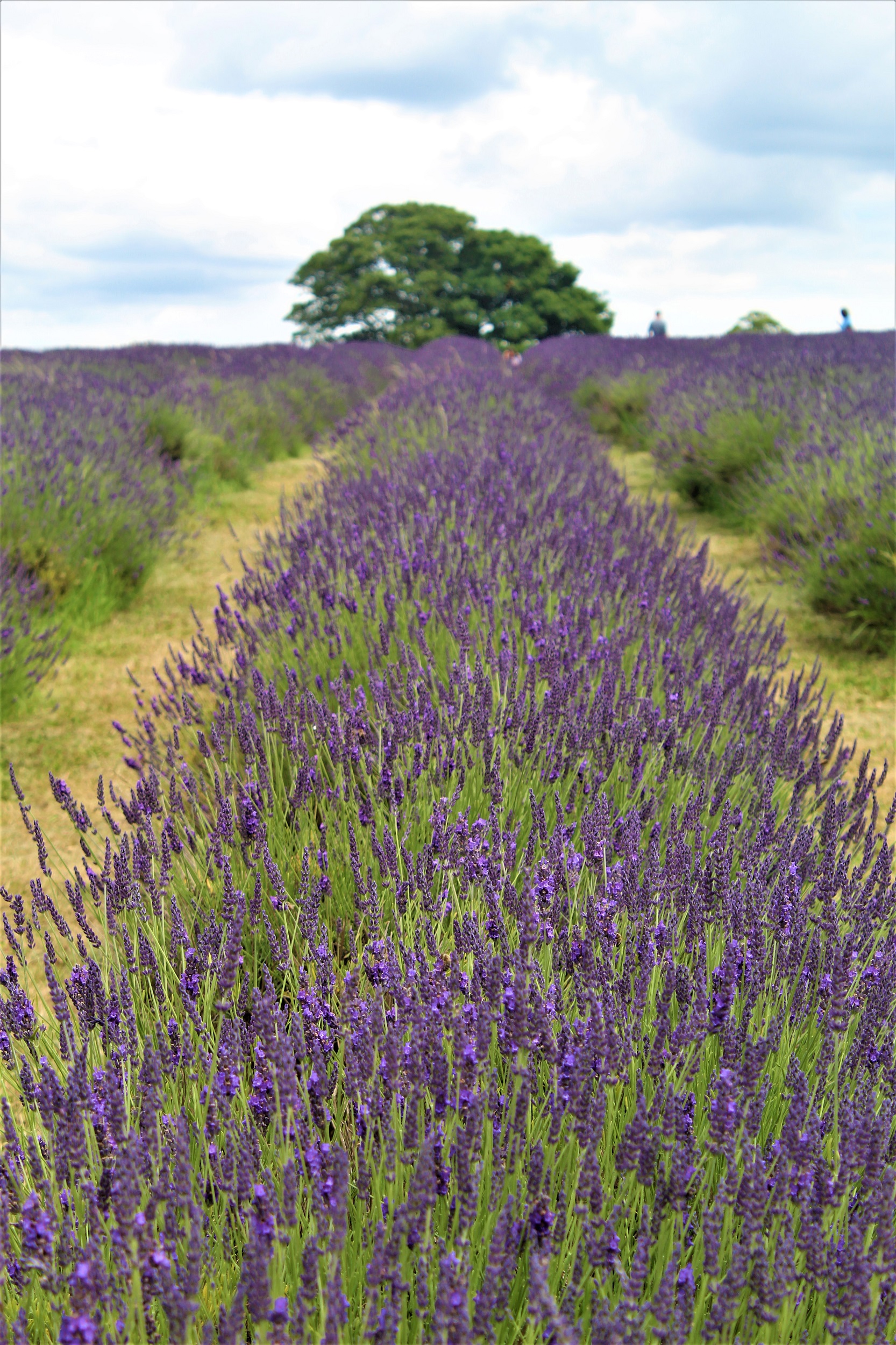 Lavender field with a tree in the background