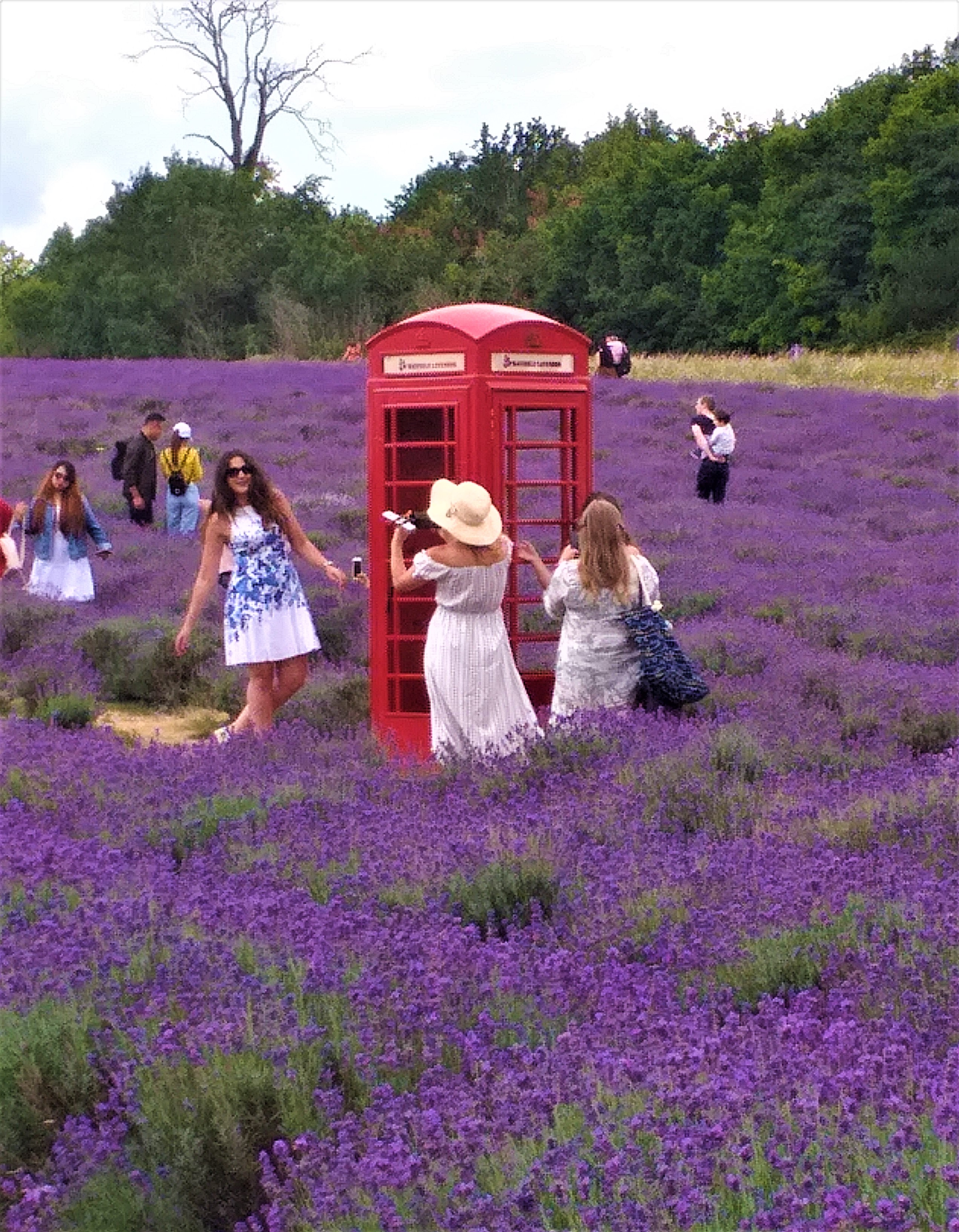 Instagrammers at Mayfield Lavender in Surrey
