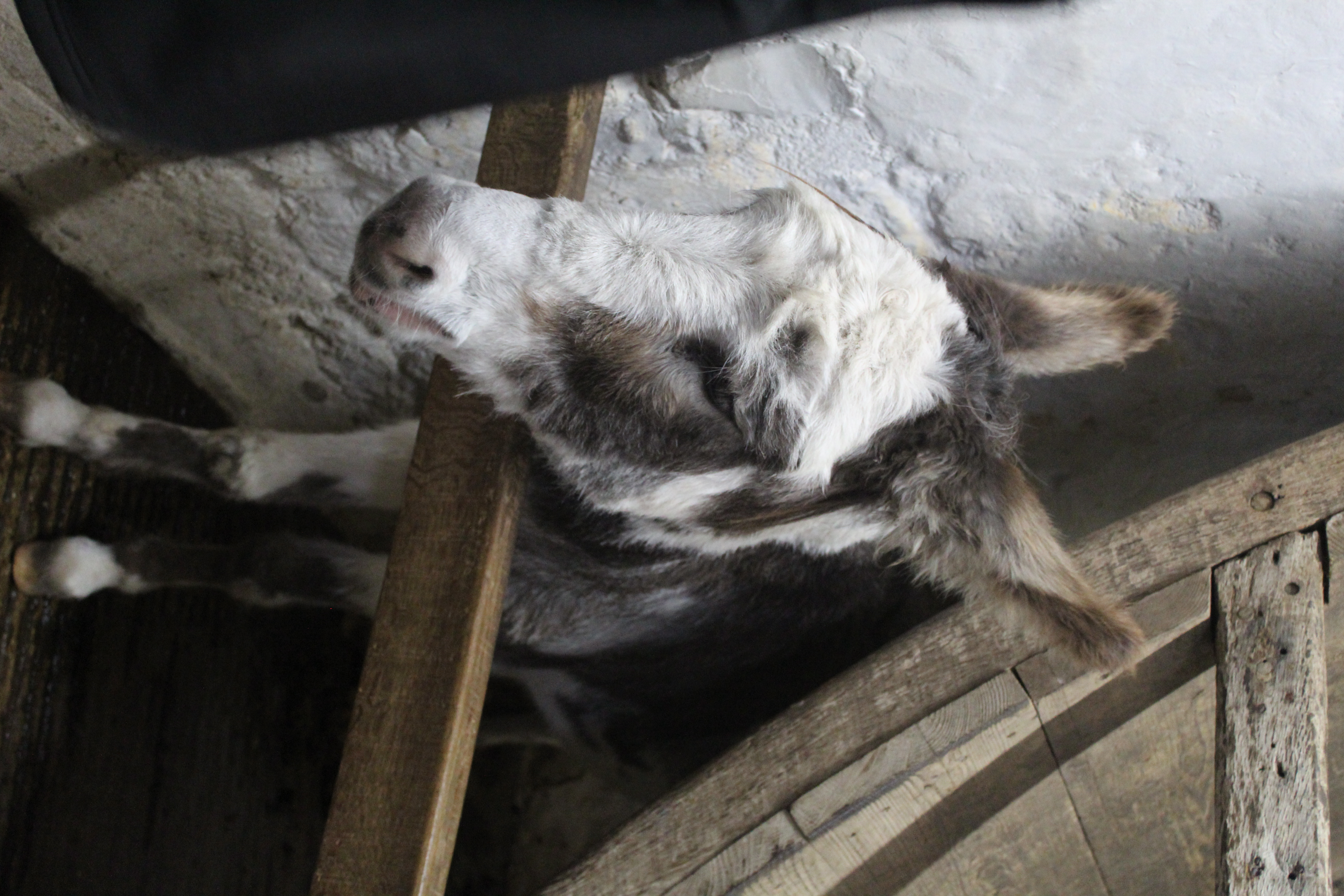 Carisbrooke Castle donkey