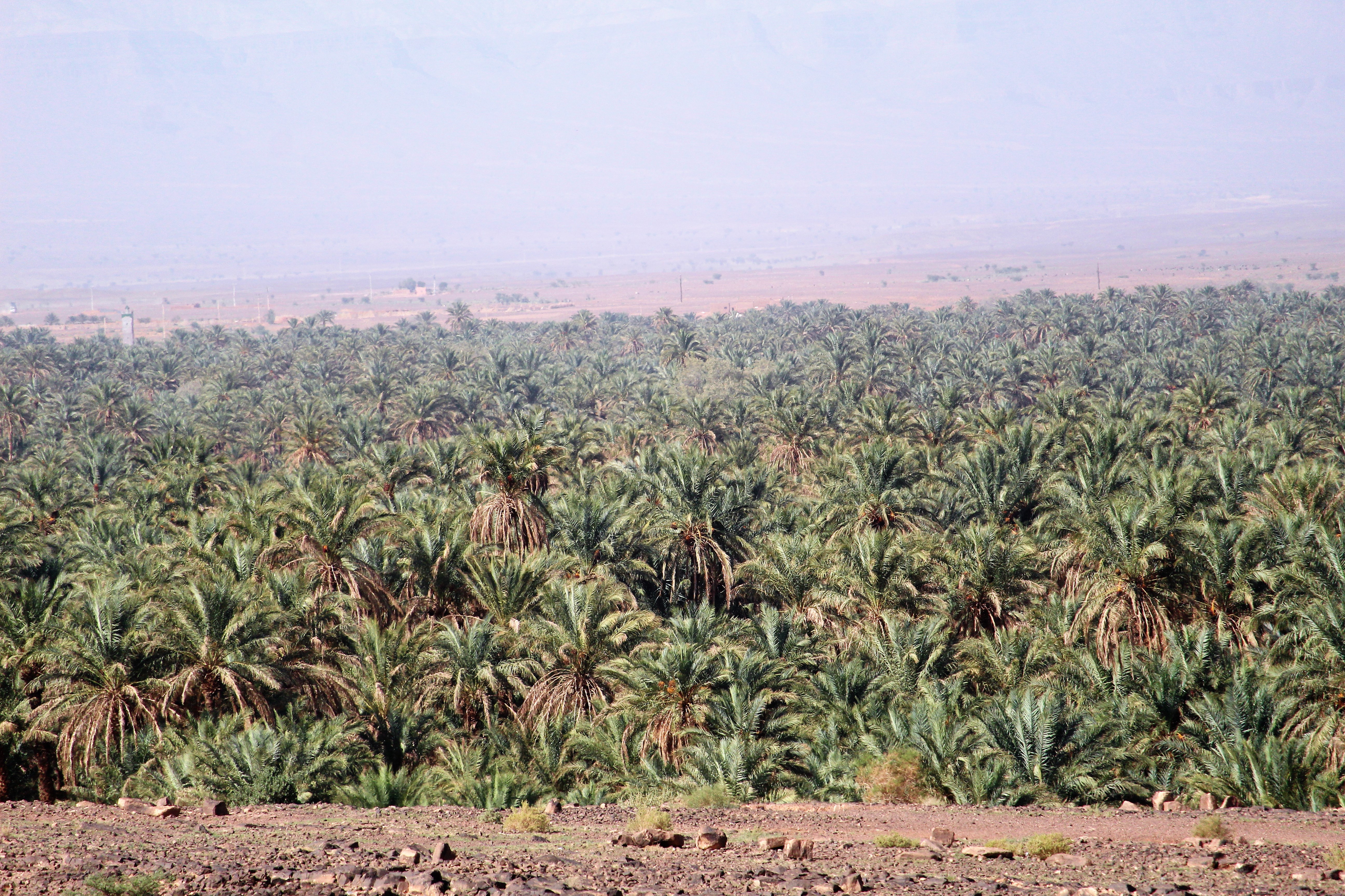 Acres of date palms in the Draa Valley