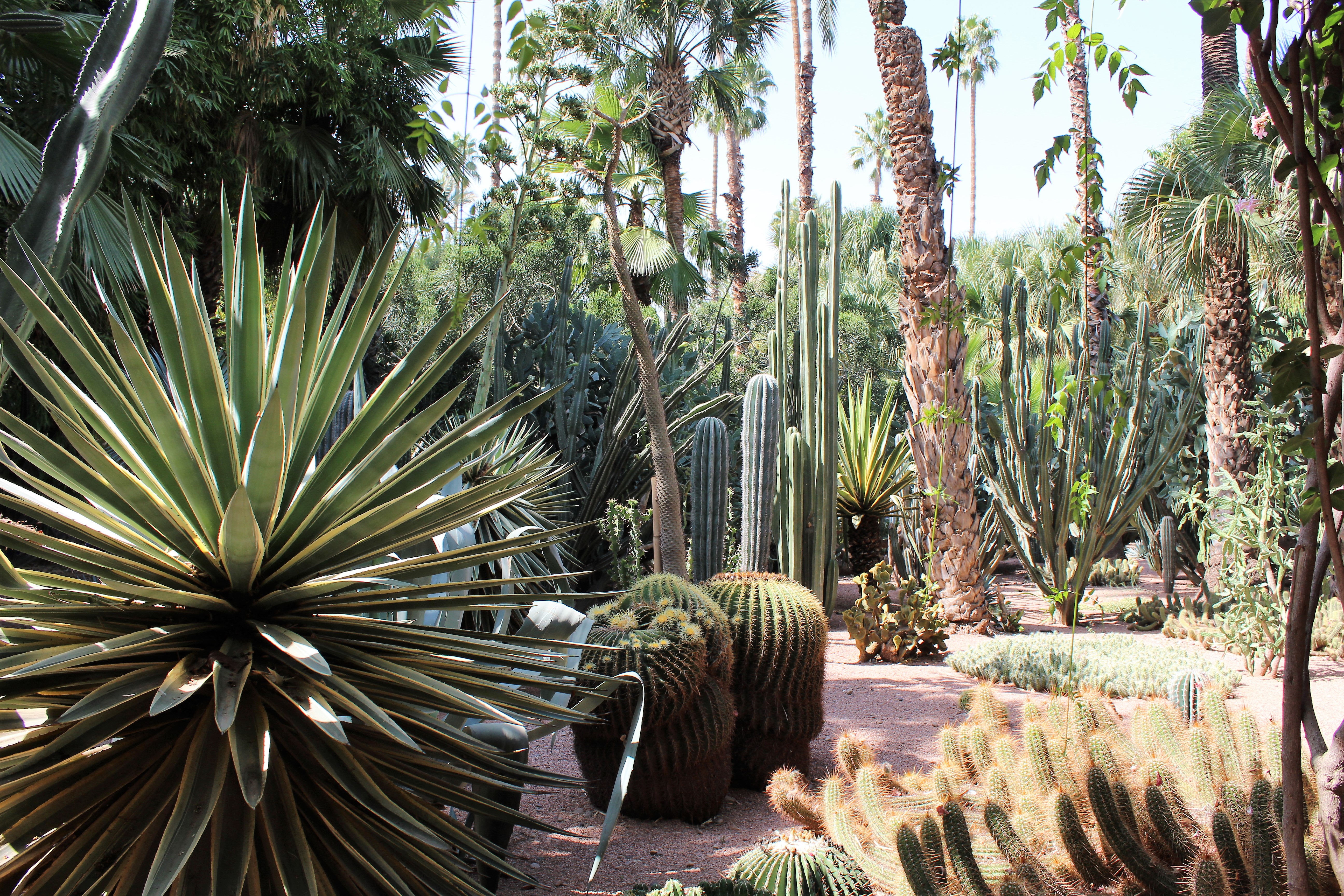 Structural plants and cacti in the Jardins Majorelles Structural plants and cacti in the Jardins Majorelles
