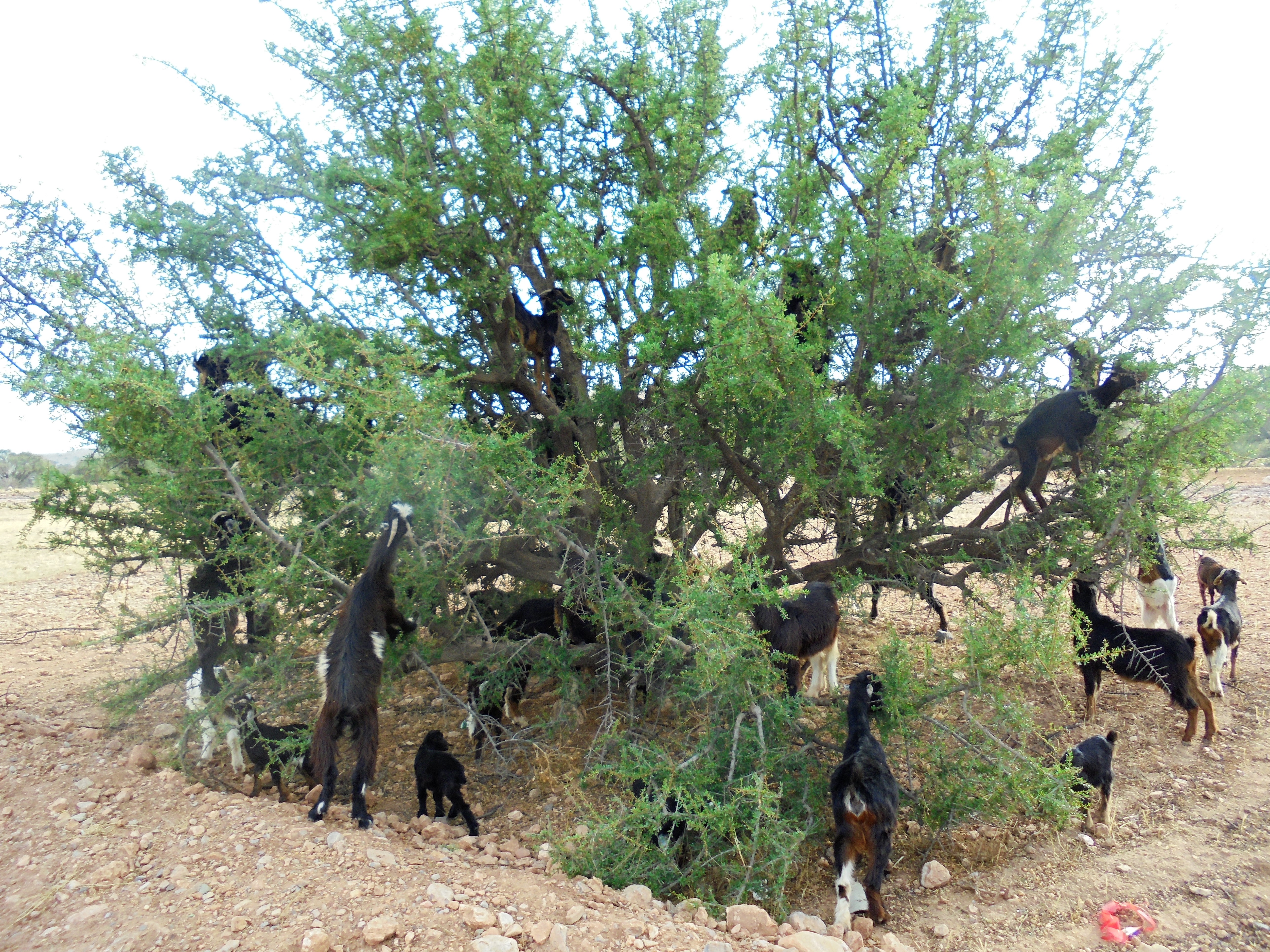 Goats climbing an argan tree