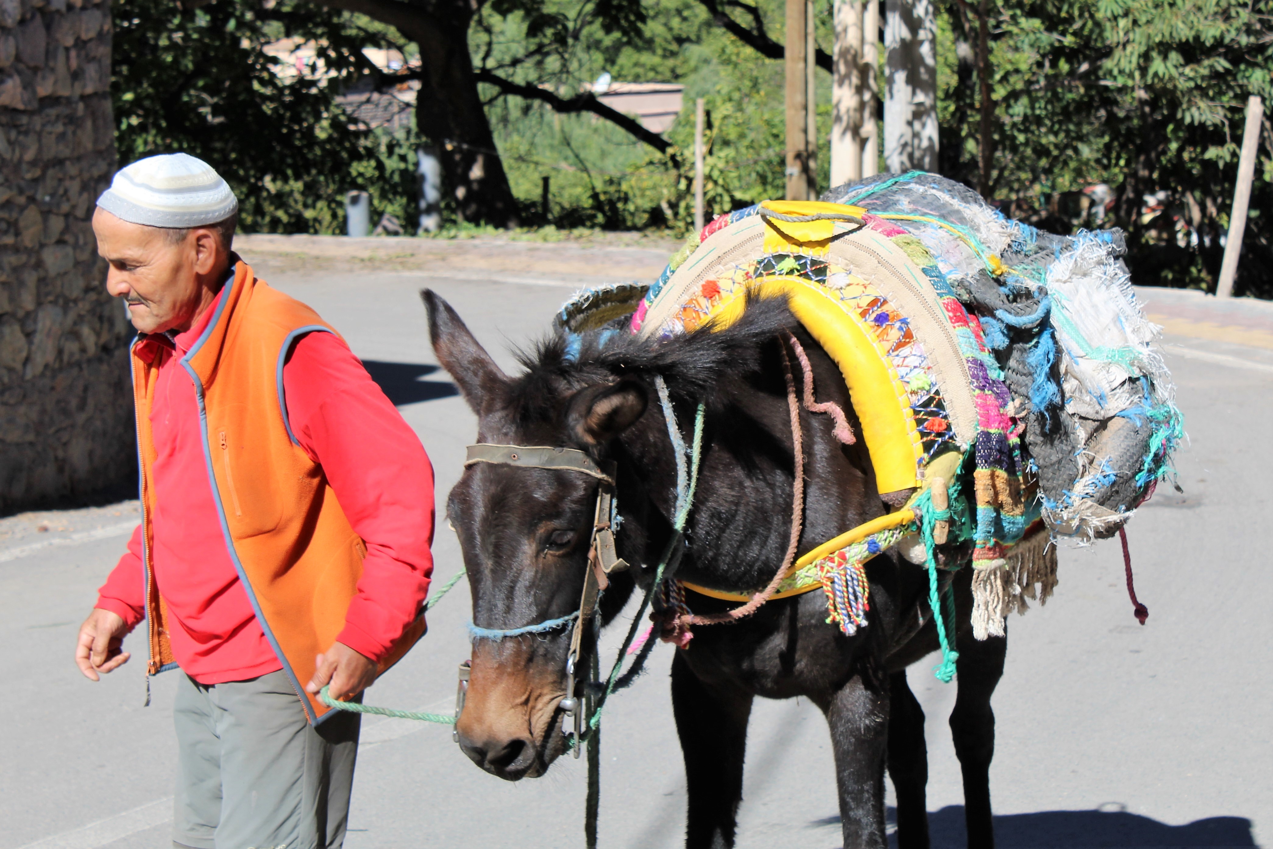 A mule and his owner