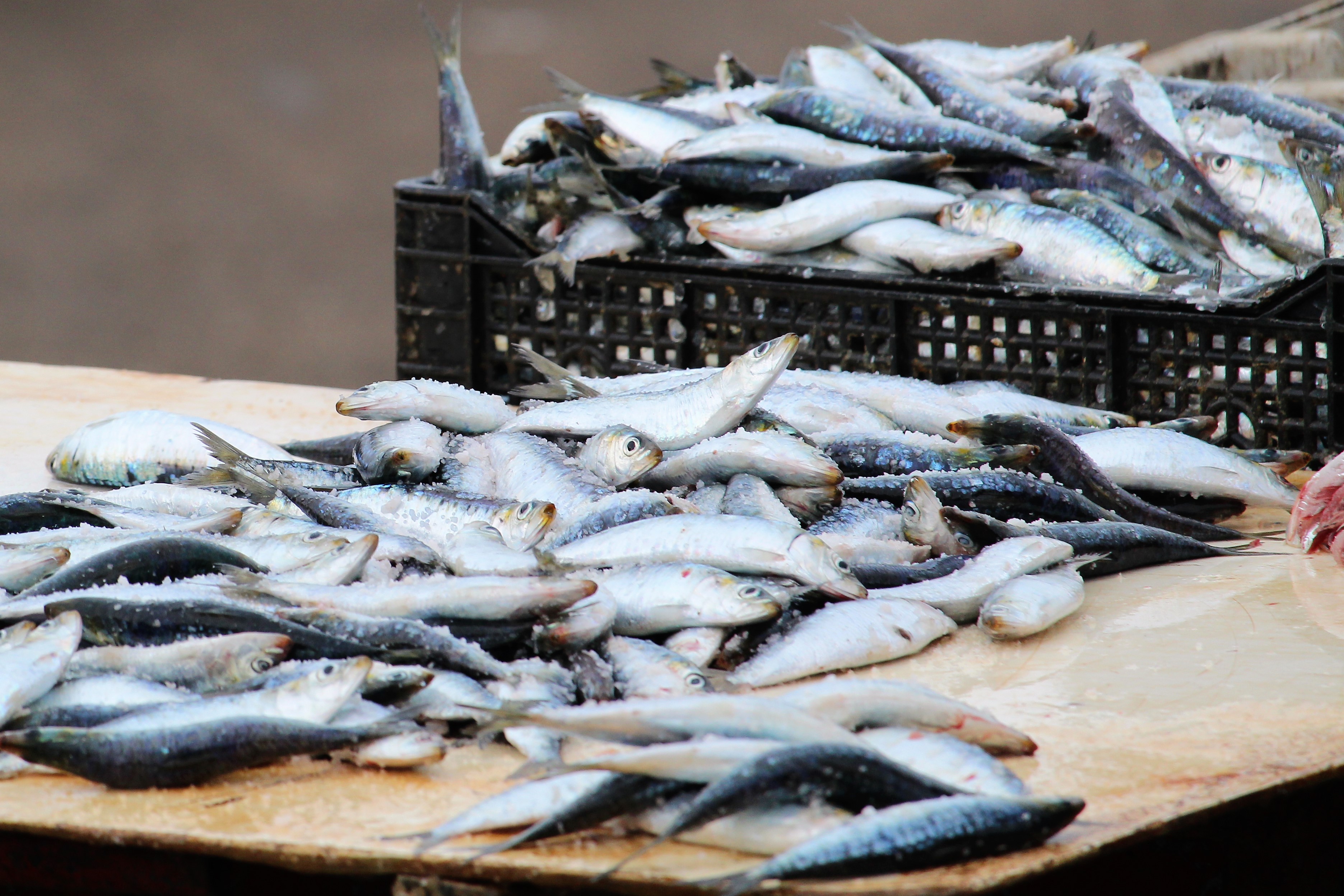 Freshly caught sardines in Essaouira