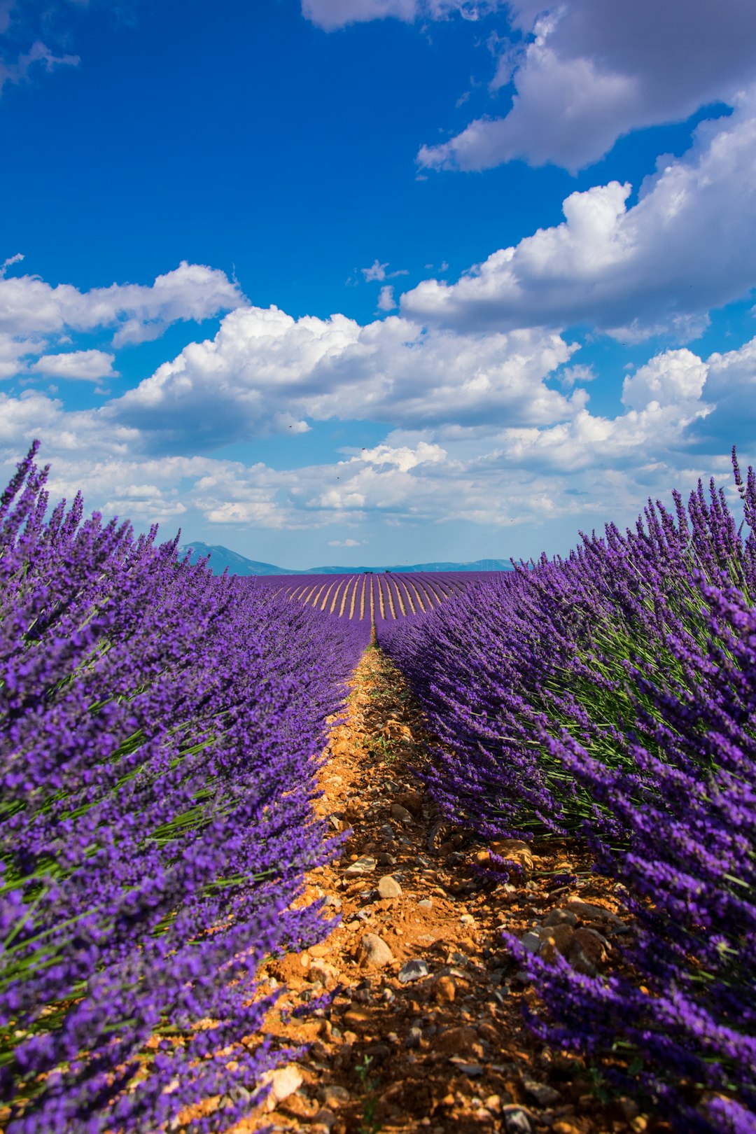 Rows of lavender bushes