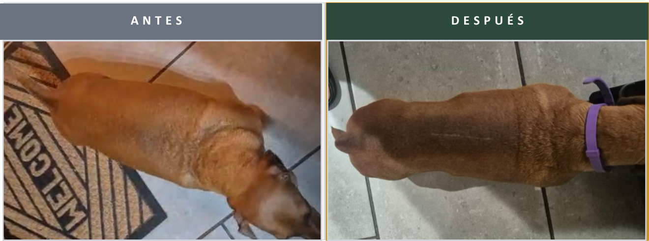 Dalí — IVDD y Obesidad sin fármacos