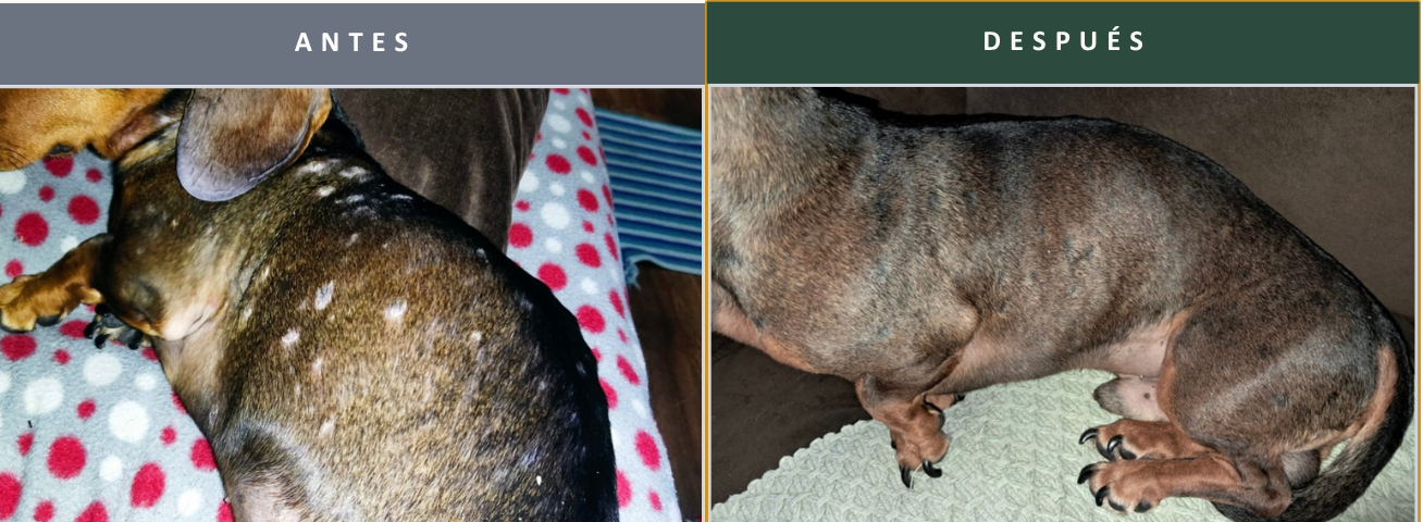 Max — De la Dermatitis a la Recuperación