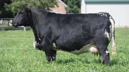 Sire standing right