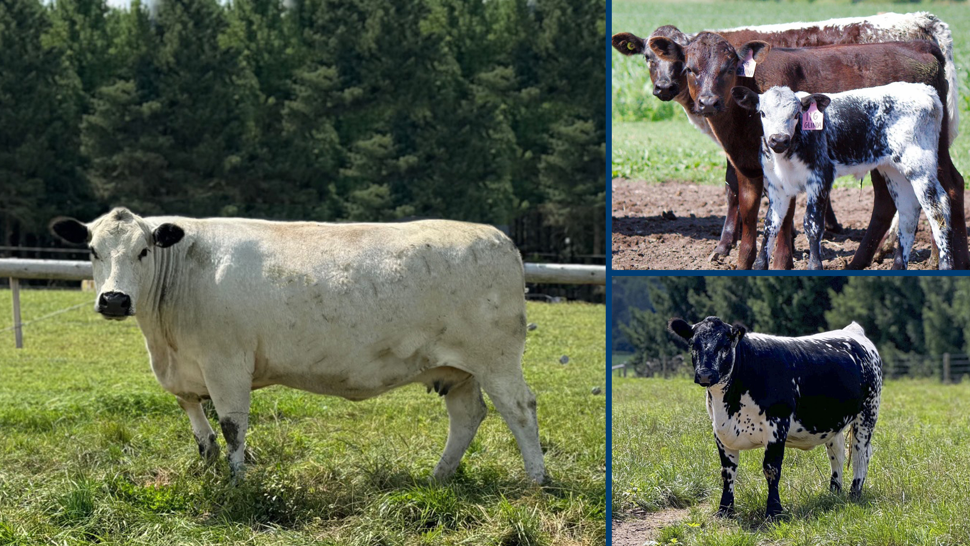 Speckle Park herd grazing – Trestle Creek Cattle Co, Ontario