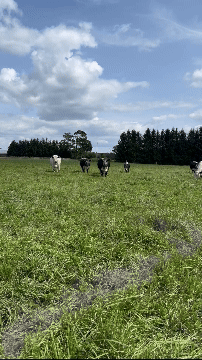 Speckle Park cattle in motion at Trestle Creek Ontario