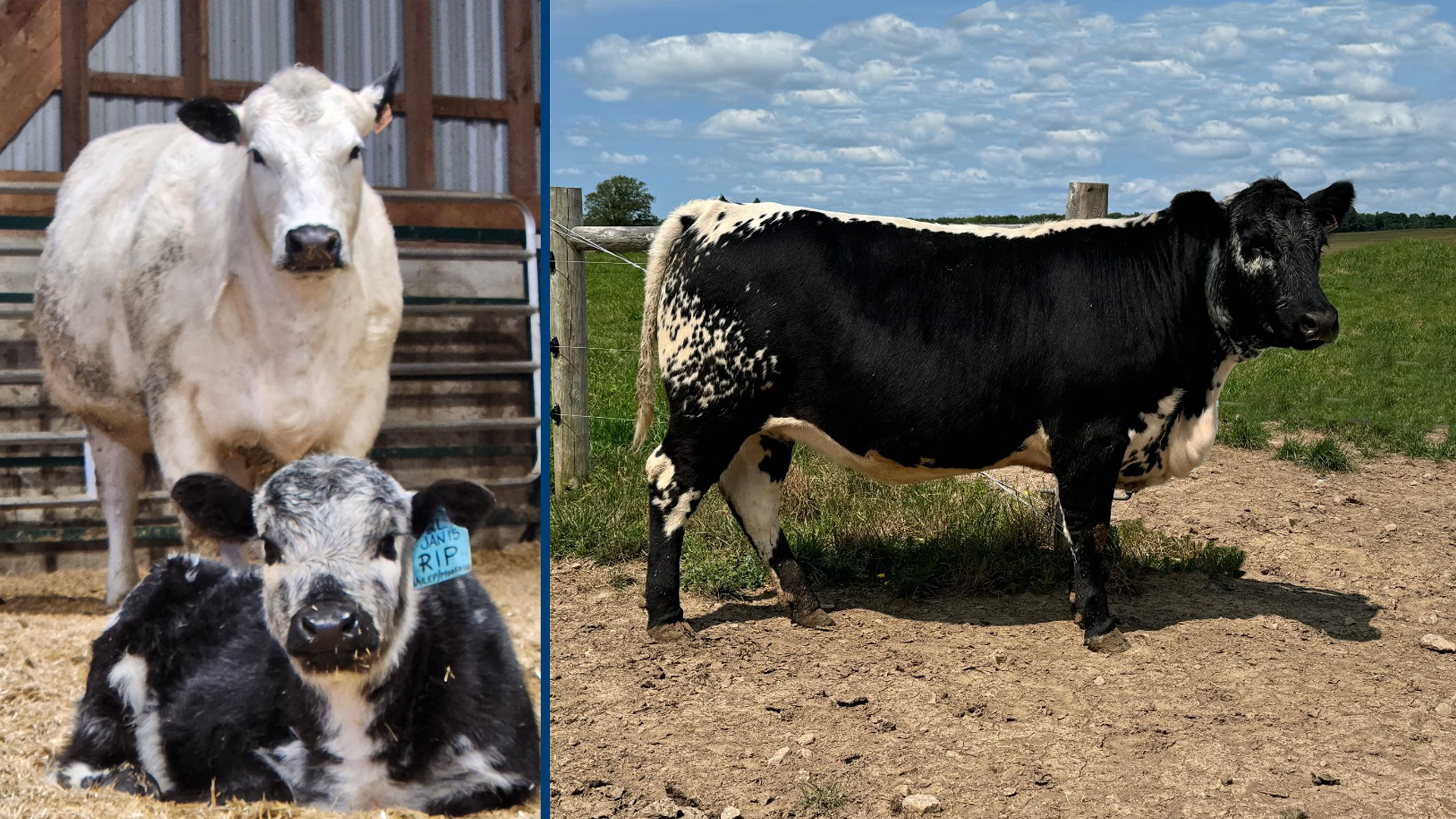Premium Speckle Park breeding cattle at Trestle Creek, Ontario