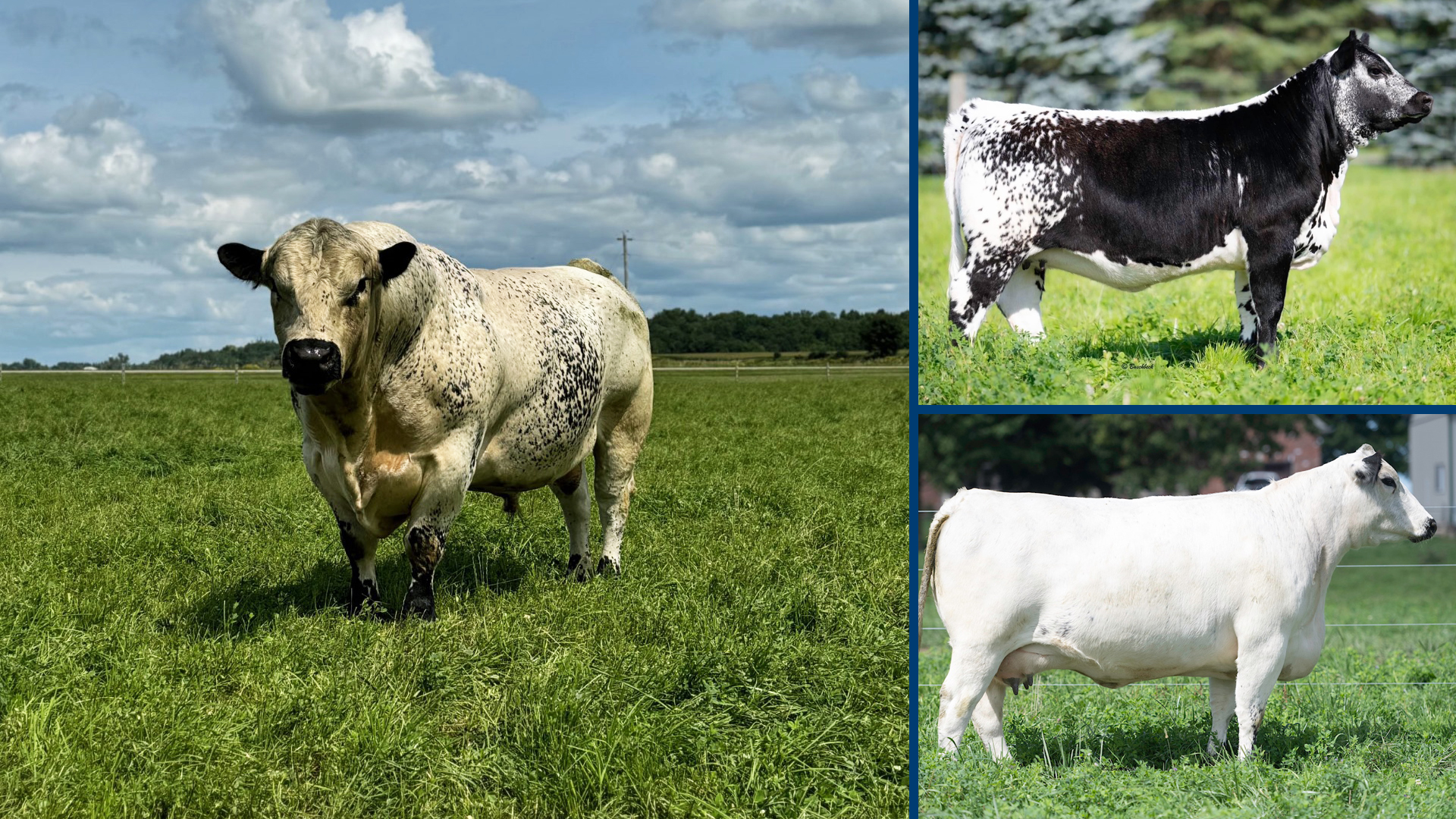 Speckle Park cattle at Trestle Creek farm, Staffa Ontario Canada