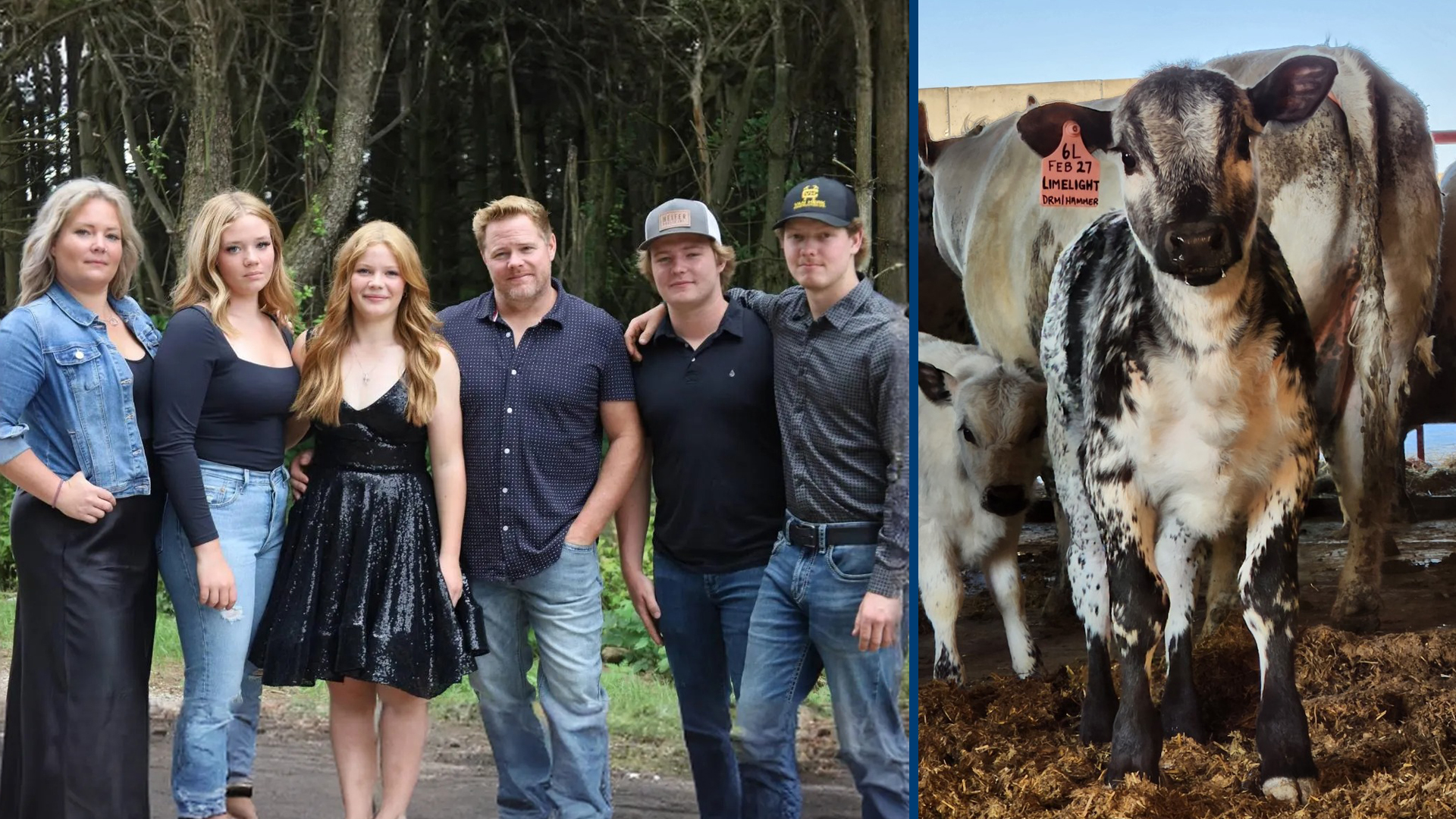 Registered Speckle Park cattle for sale in Ontario Canada