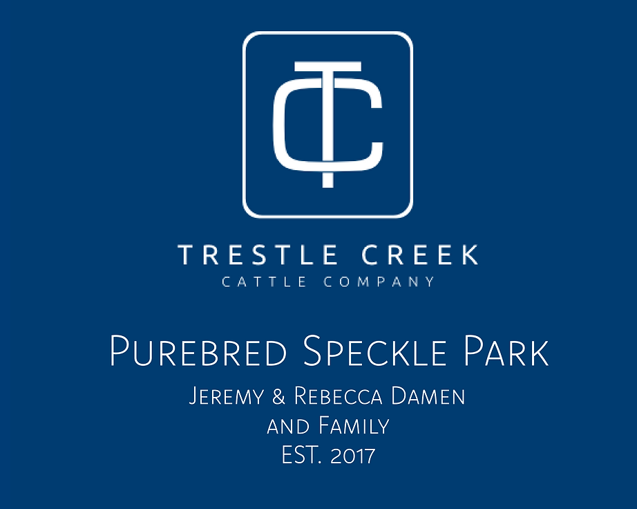 Registered Speckle Park cattle herd at Trestle Creek – premium breeding stock Ontario