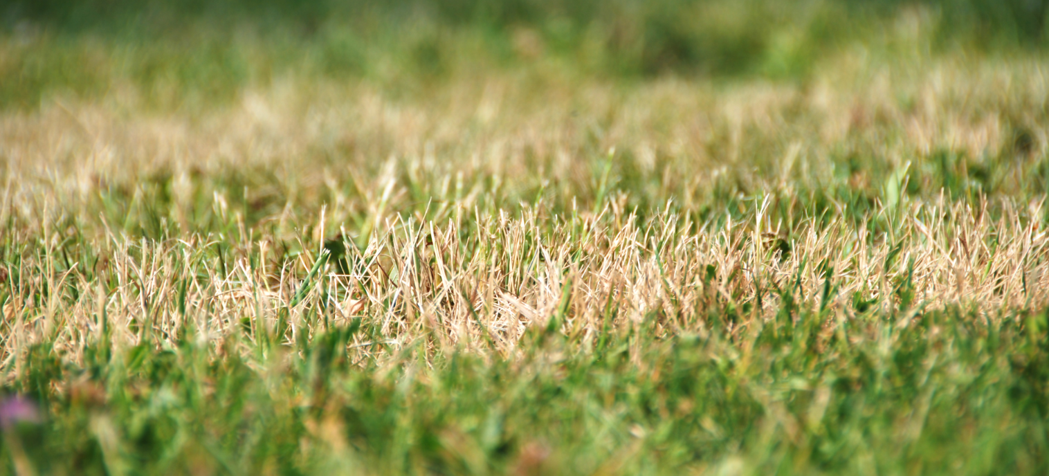 Why Charlotte County's Dry Season Demands Special Lawn Care