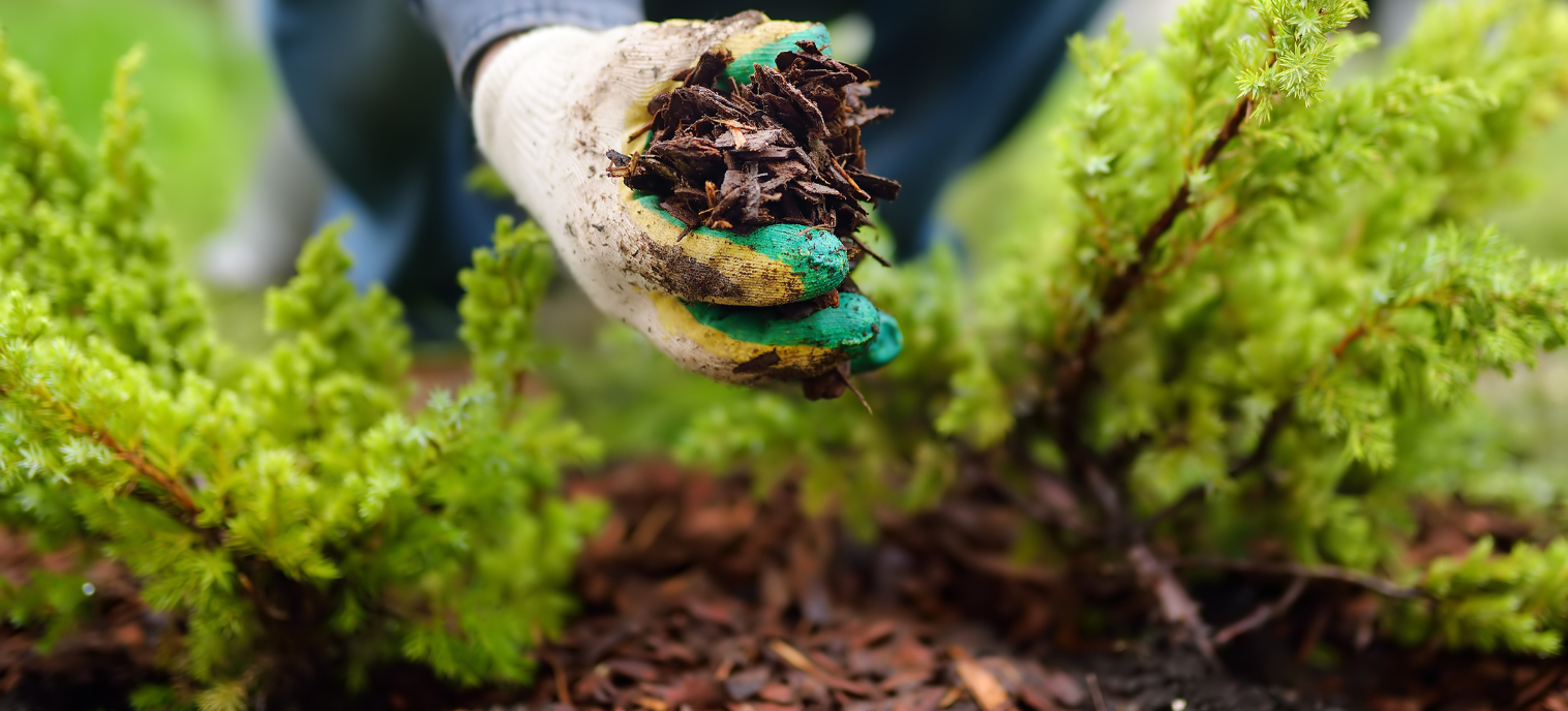Apply 2–3 Inches of Mulch Around Trees and Beds