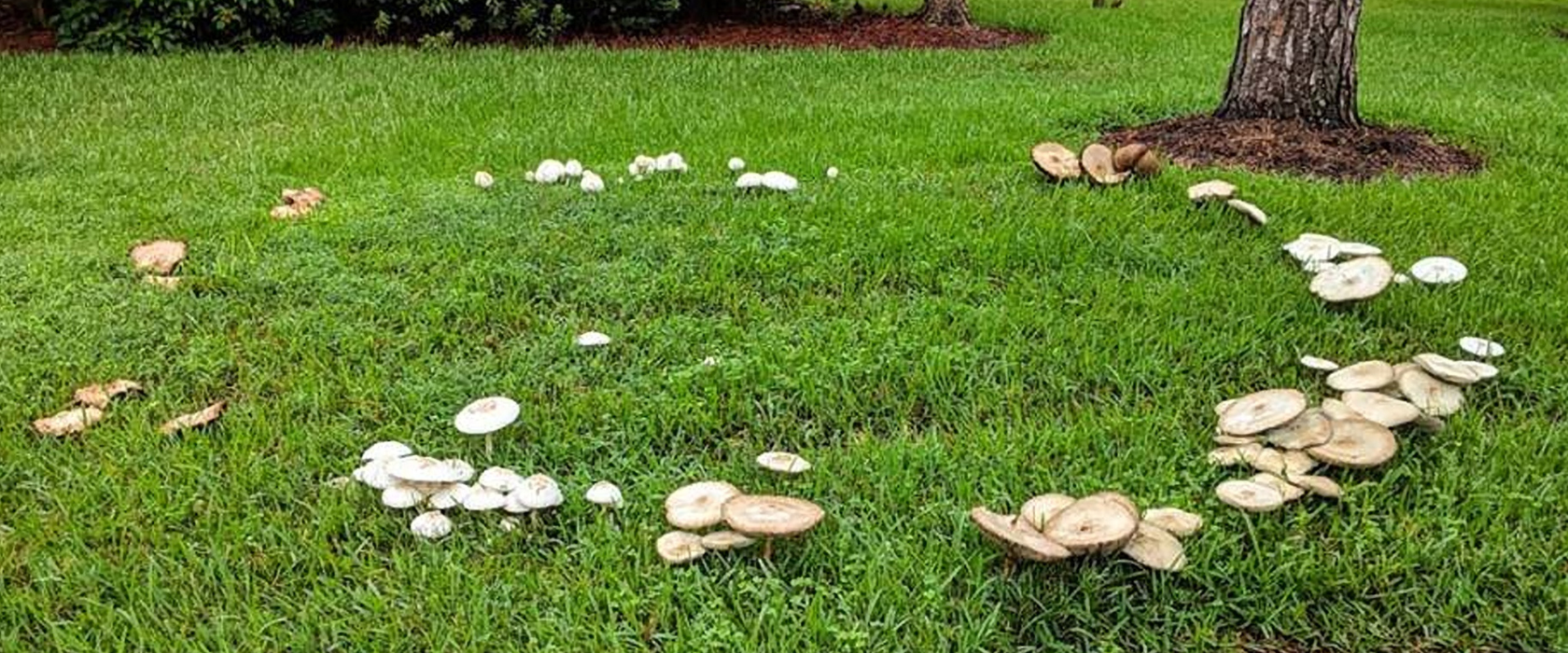 Fungus and Mold Outbreaks