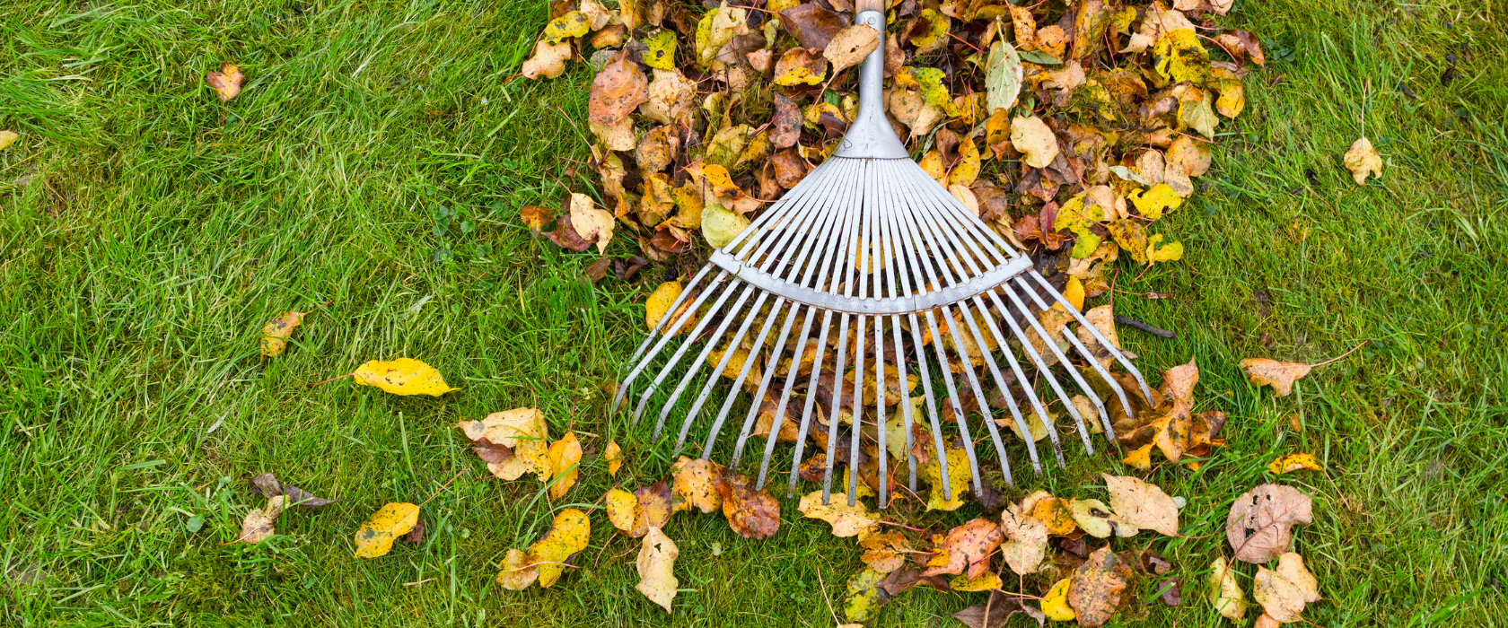 Preventing Lawn Fungus and Disease
