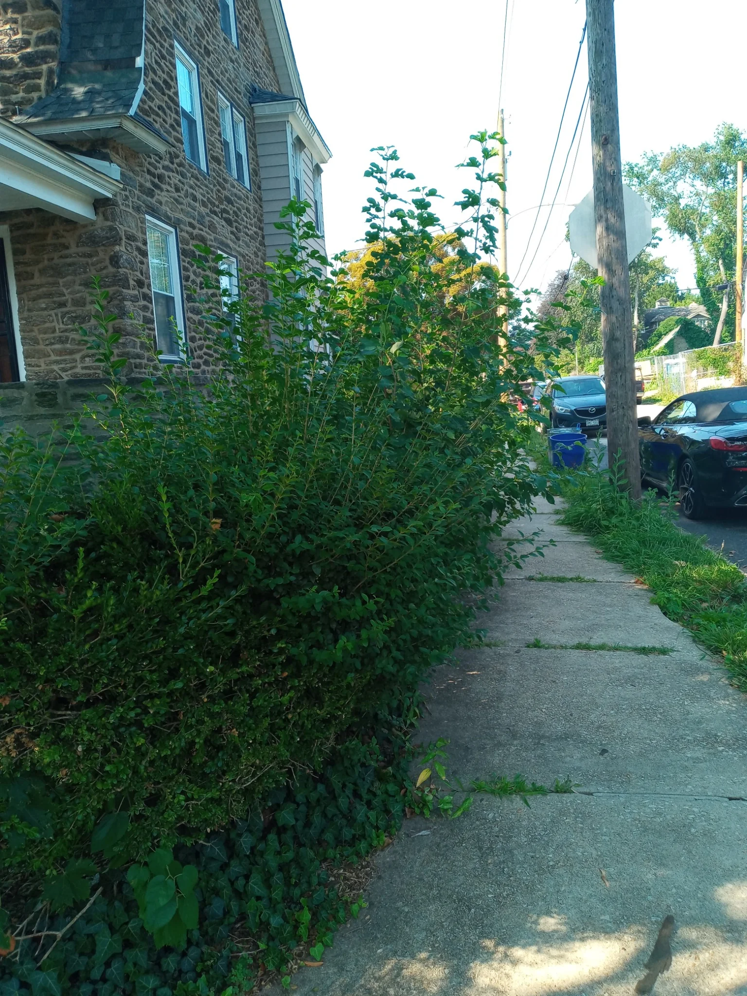 Hedge trimming