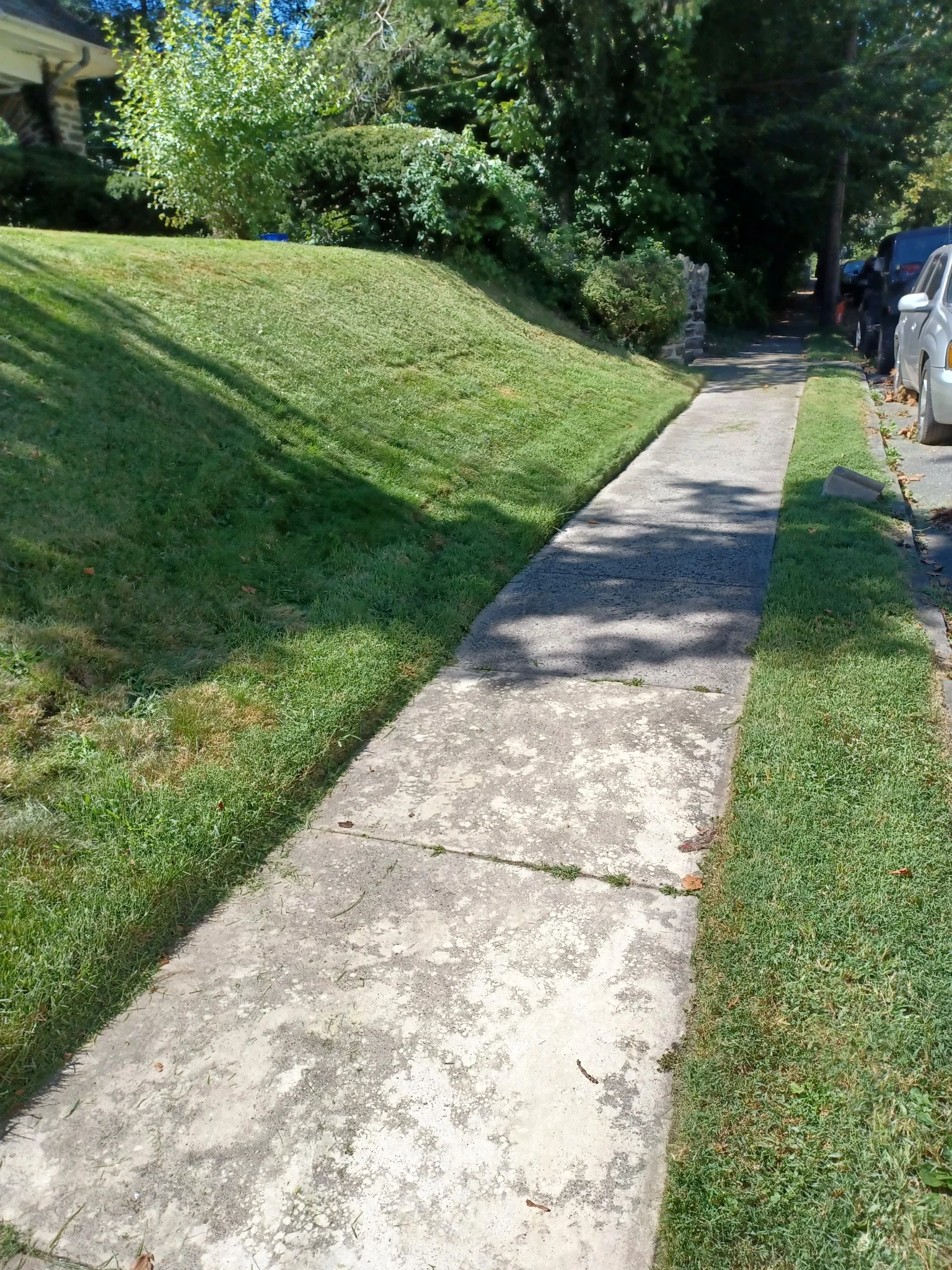 Freshly cut grass after mowing