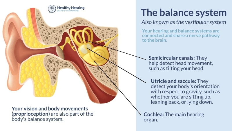 Cross-section diagram of the human inner ear showing the balance system including the semicircular canals, utricle, saccule, and cochlea illustrated by Healthy Hearing