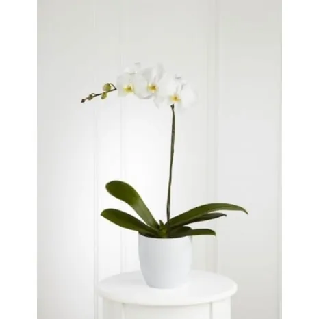Double-Stem Phalaenopsis Orchid
