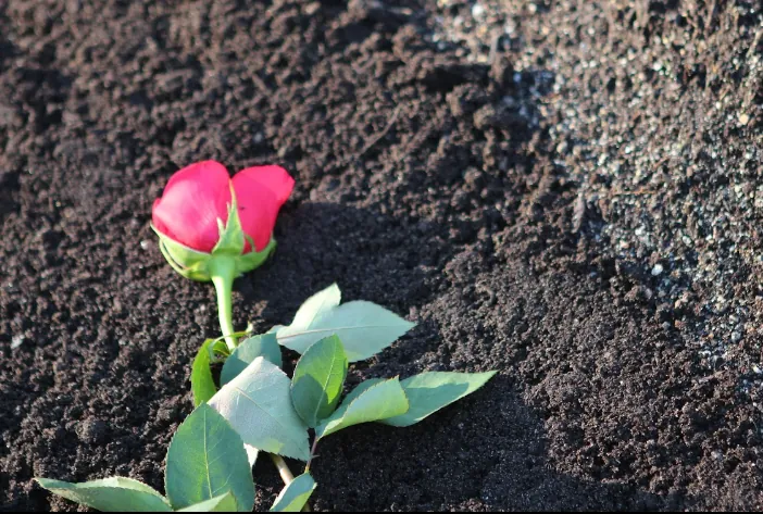 Ecological Burial