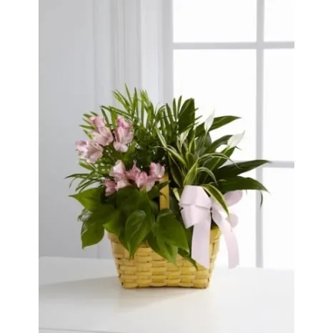 Planter with Pink Peruvian Lilies