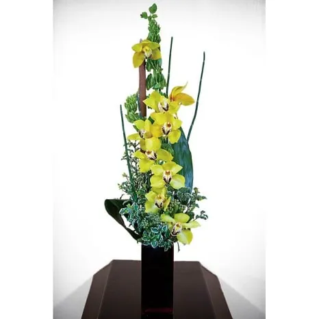 Cymbidium Orchid Display